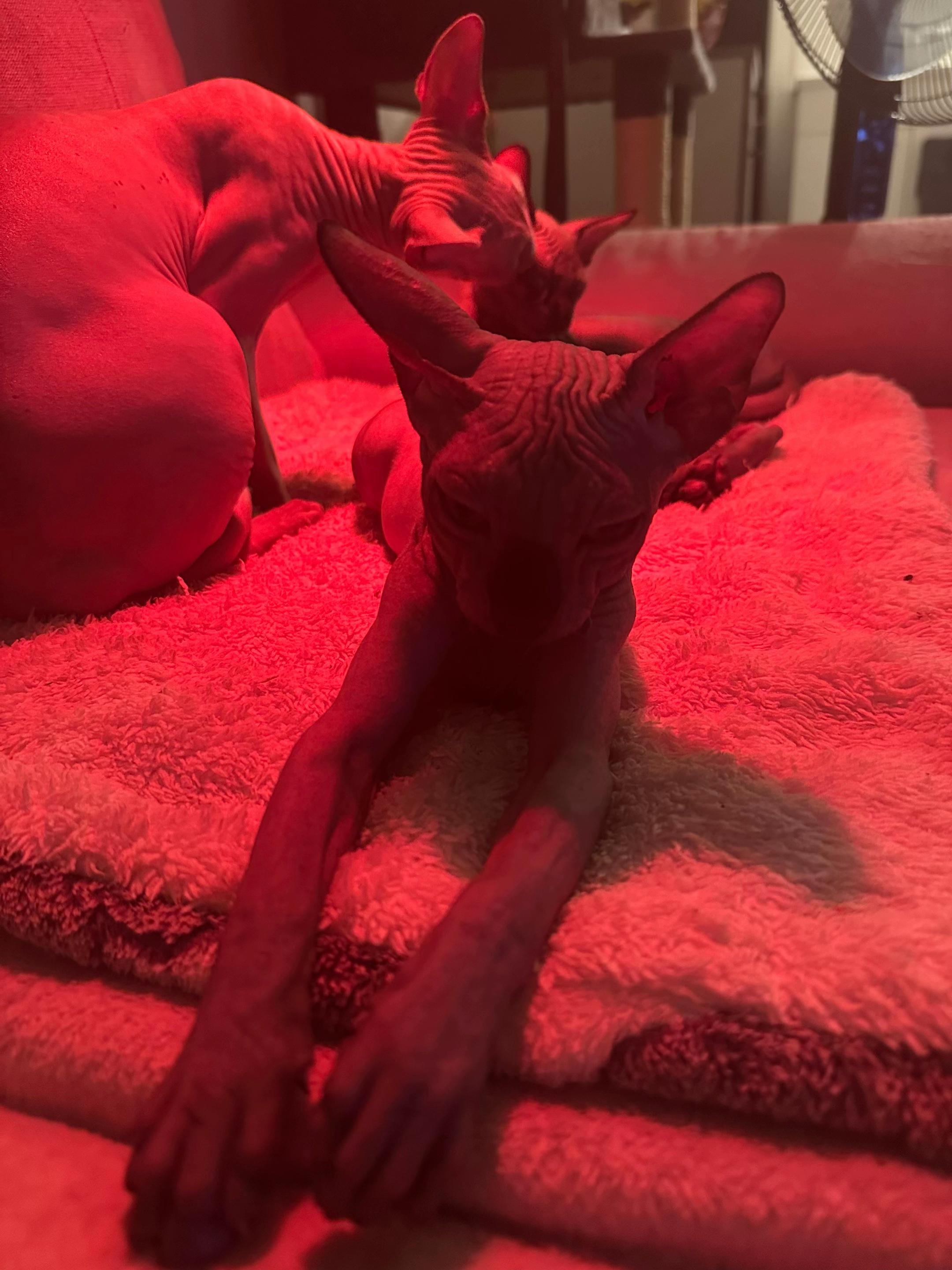 @vanilleetbeerus