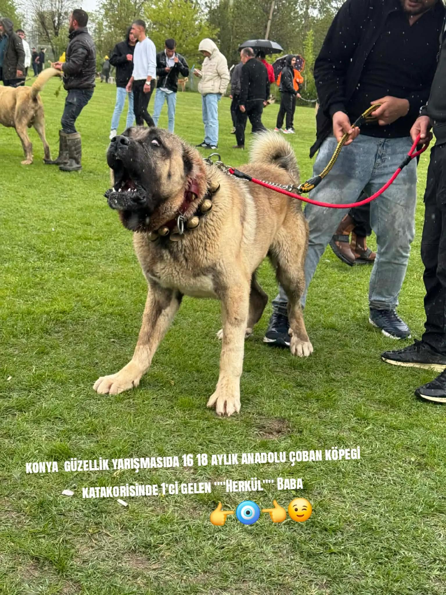 @&Ouml;zkan Kaya