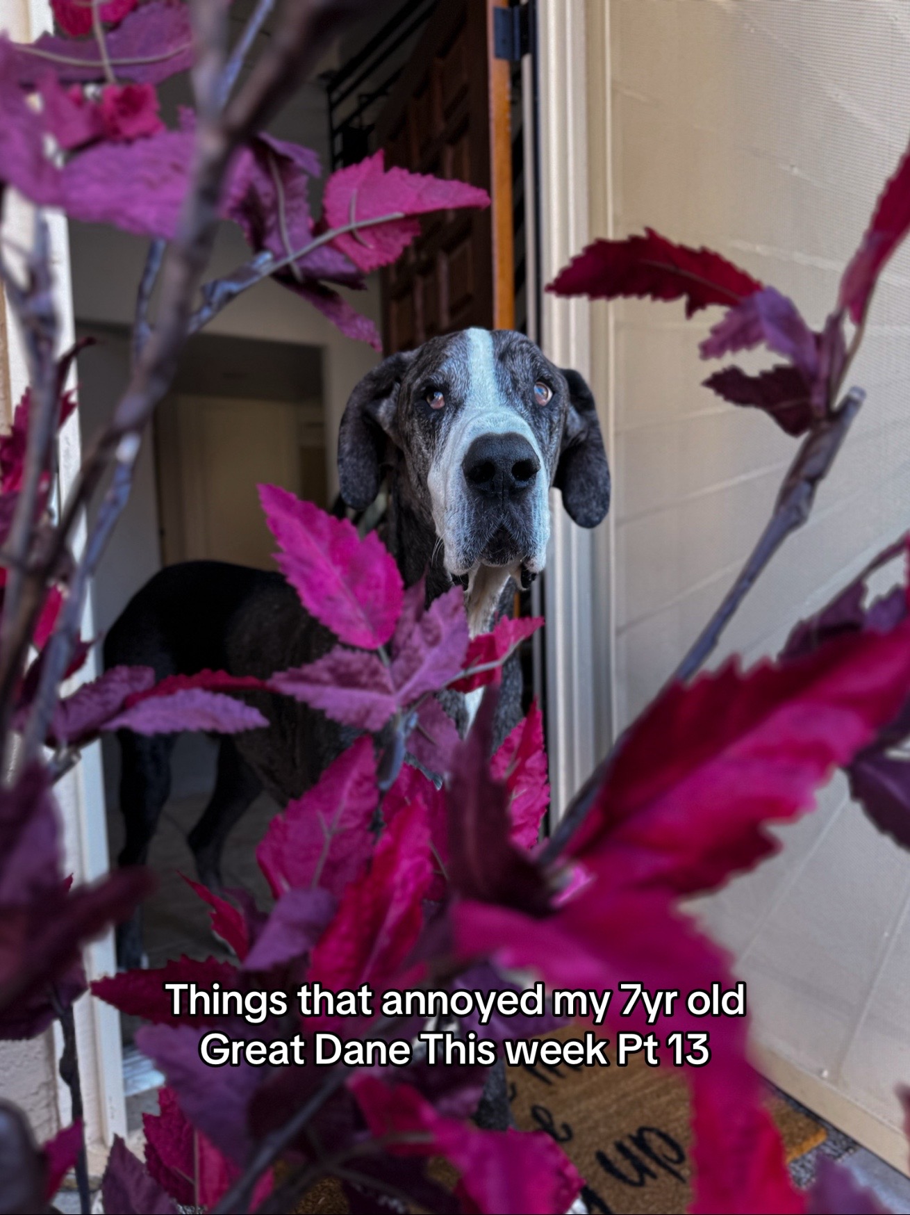 @Linkin the Dane