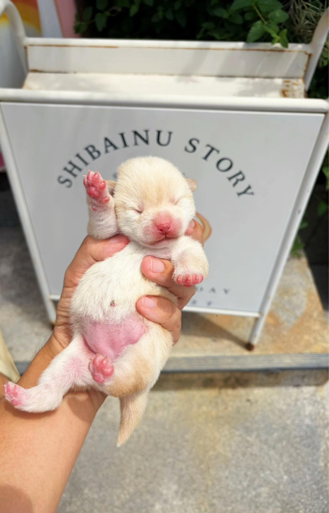 @Shibainu Story