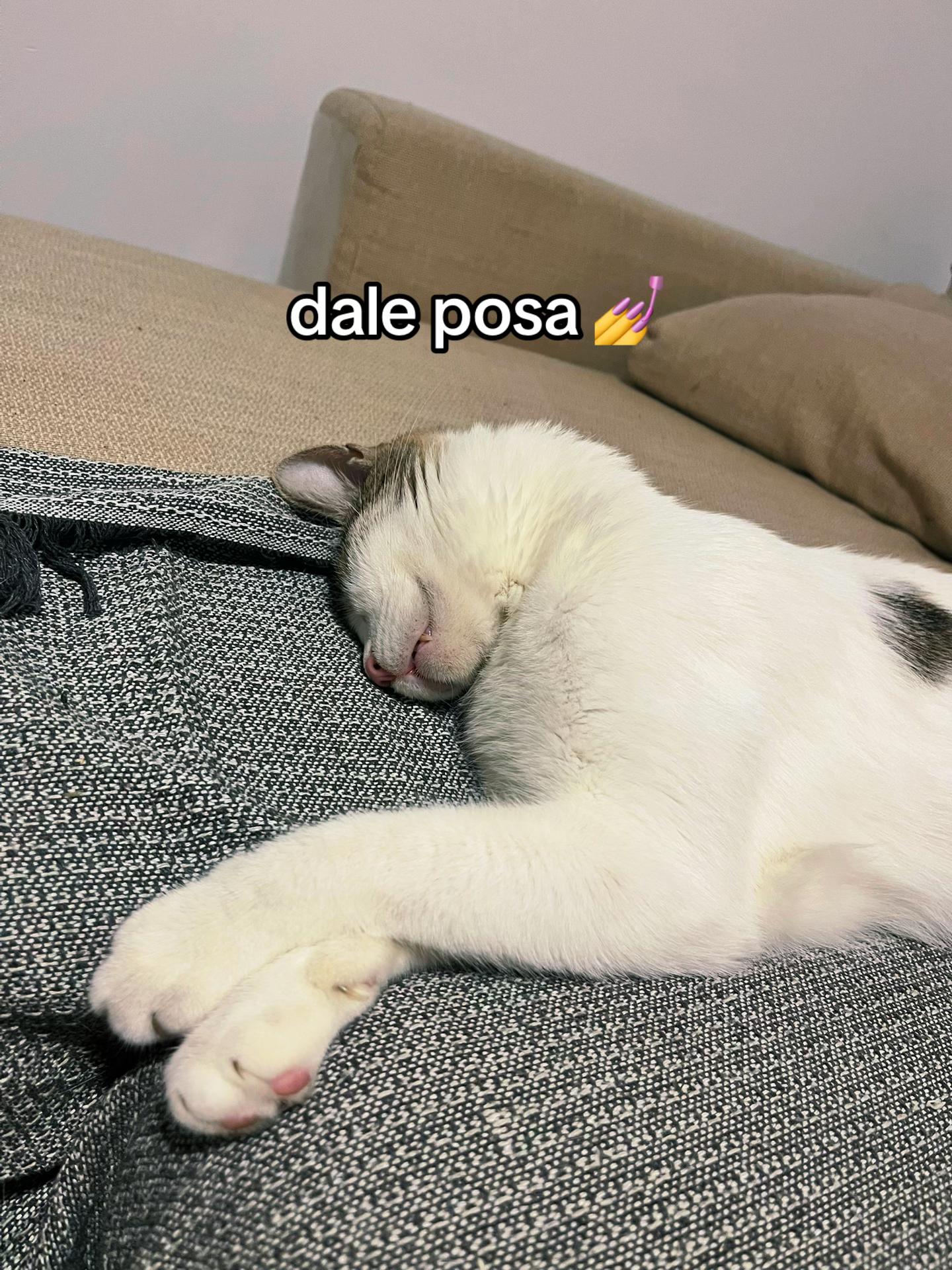 @gatafumona