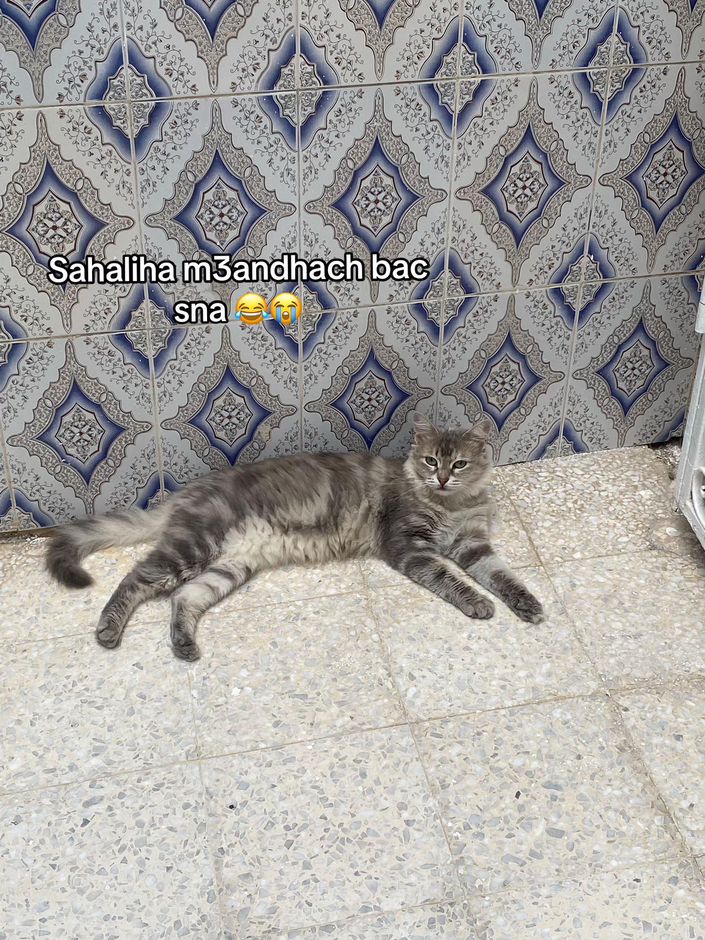 @Douaachalbi18