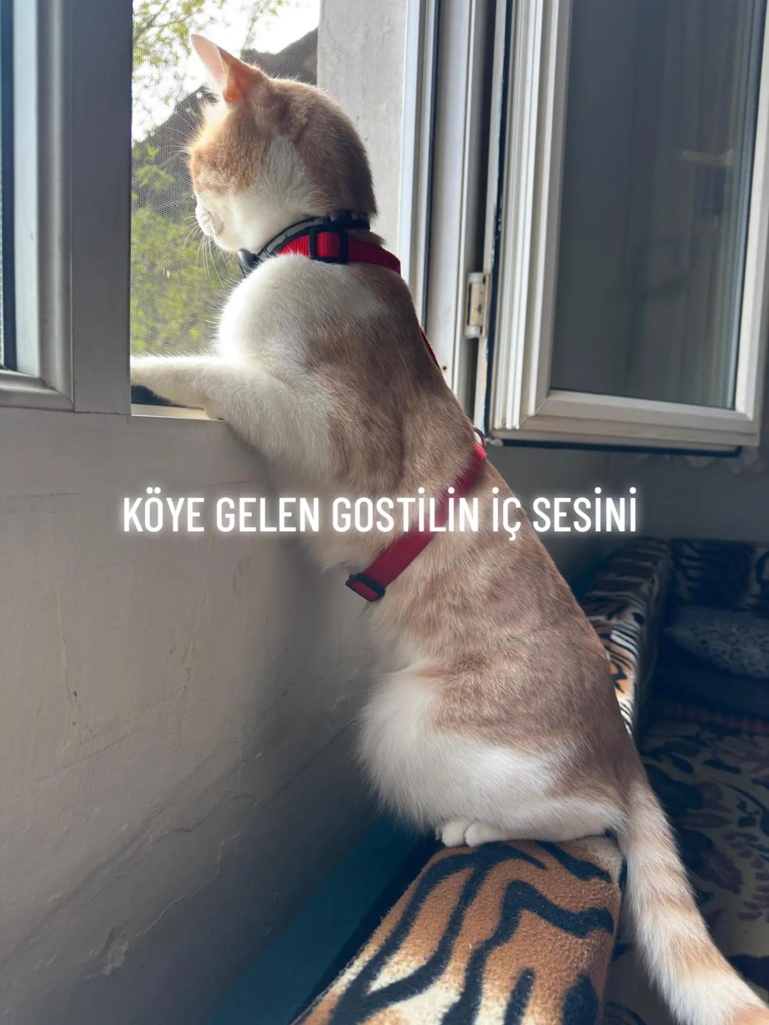 @turgaykuru