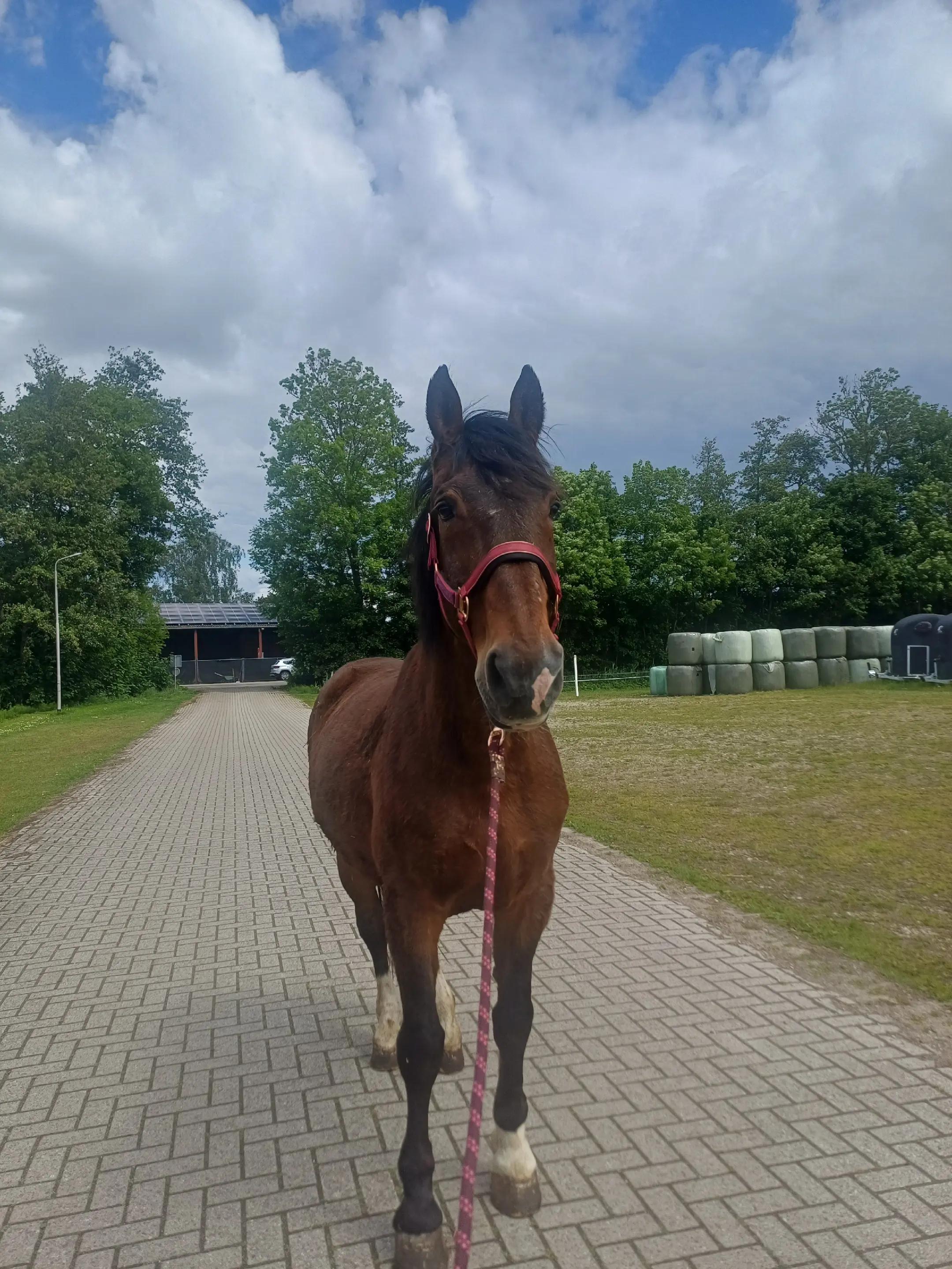 @equi_mandy