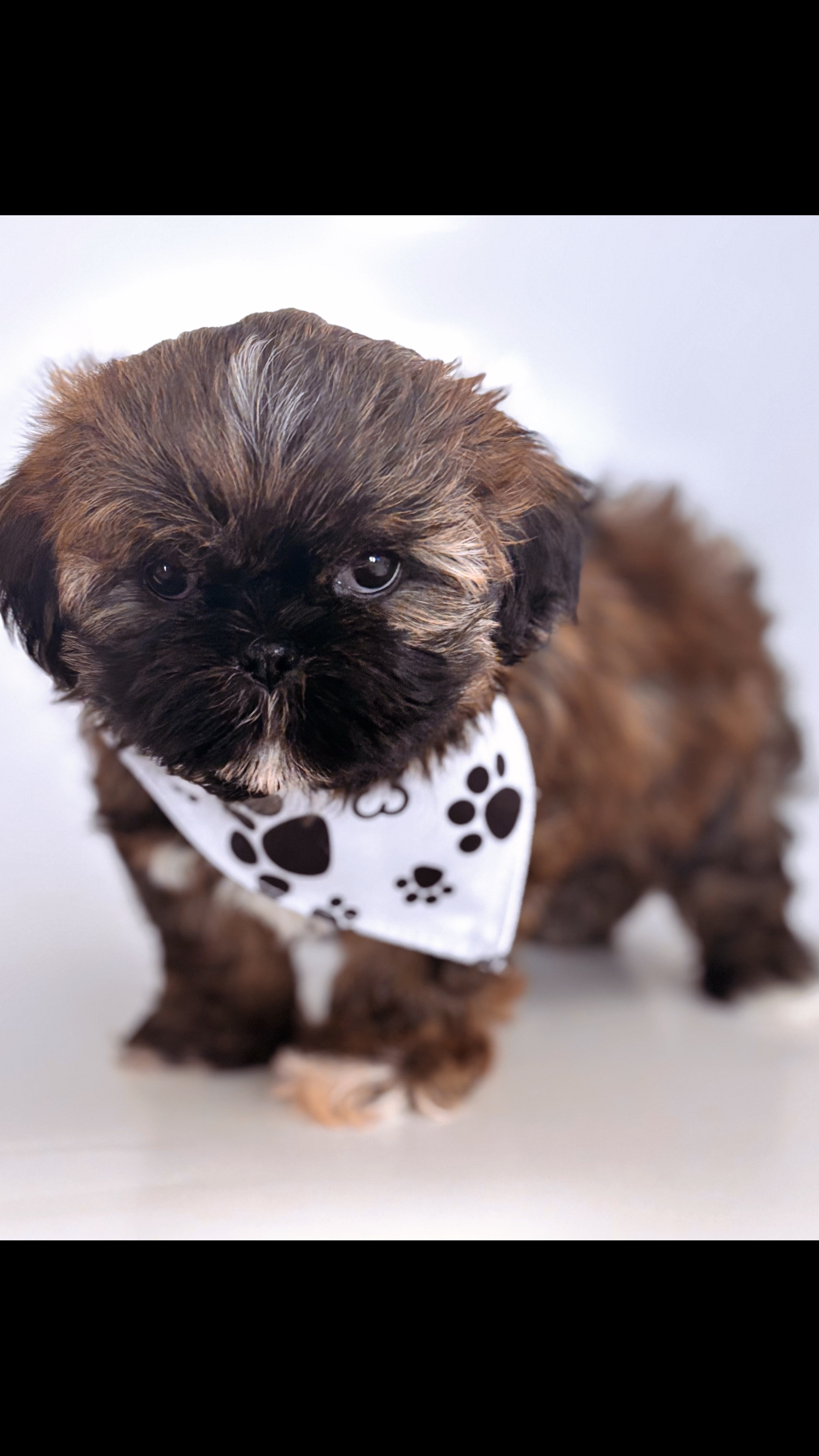 @SHIHTZU SOIRÉE