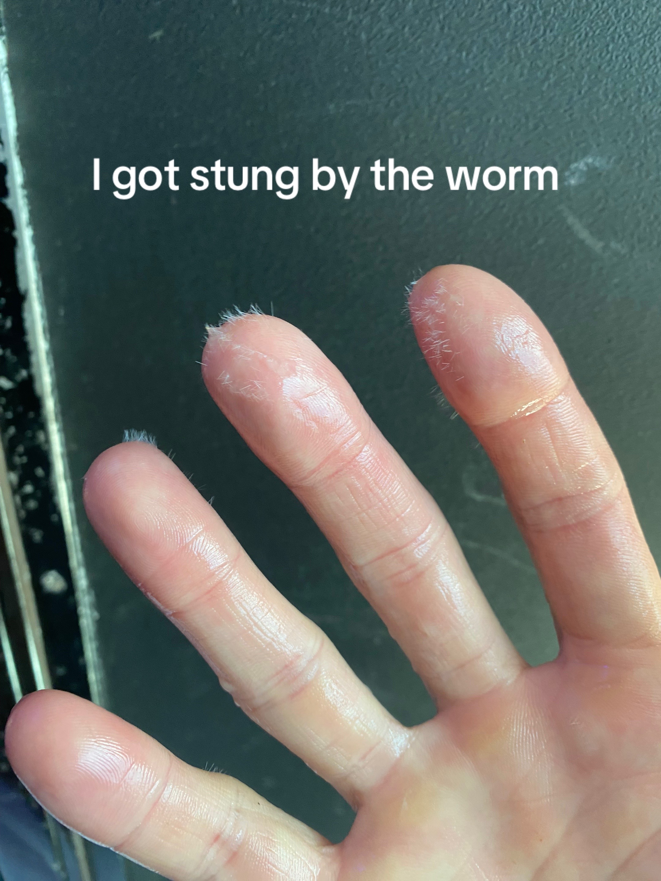 @tautonymph
