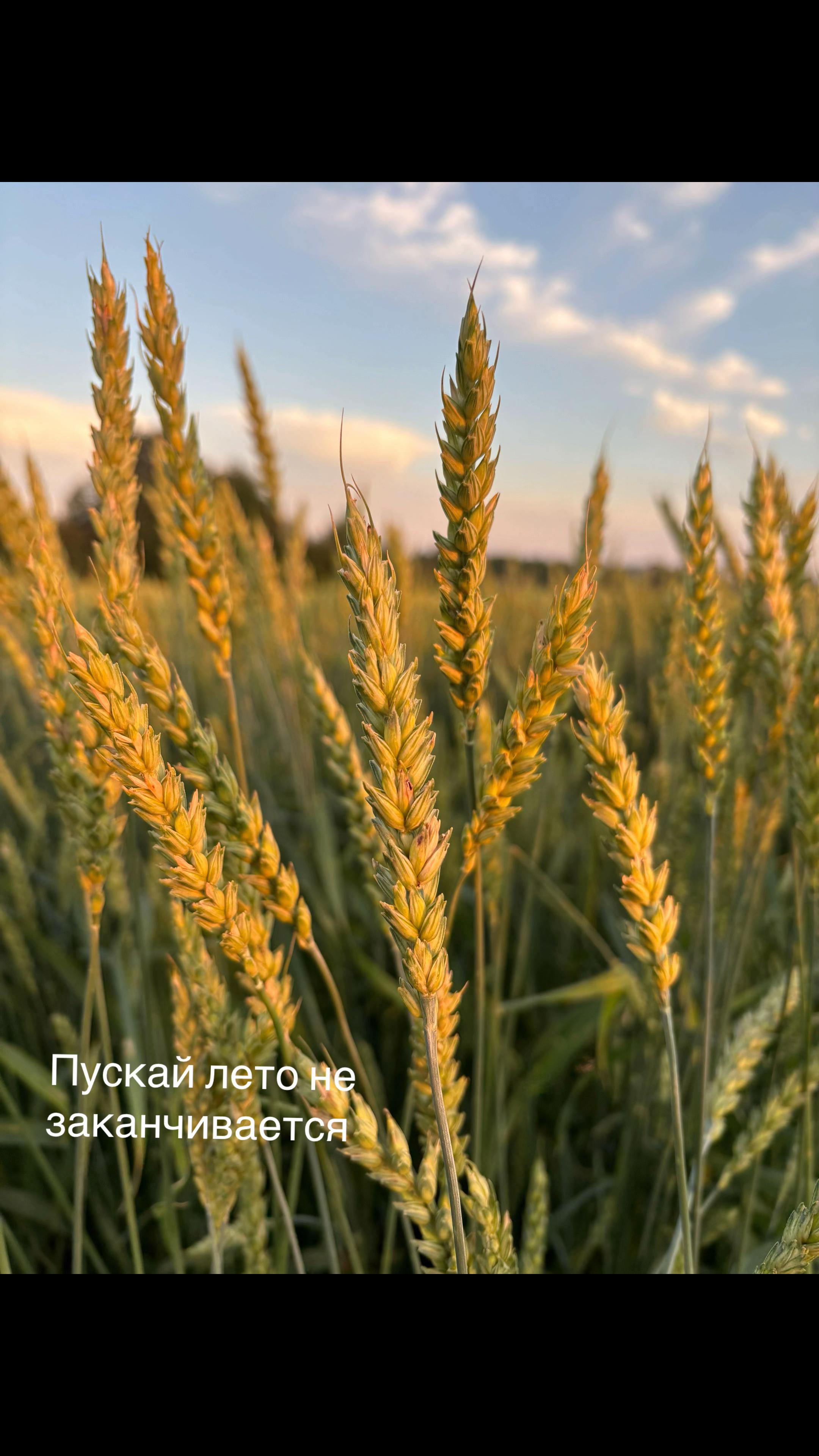 @ксю