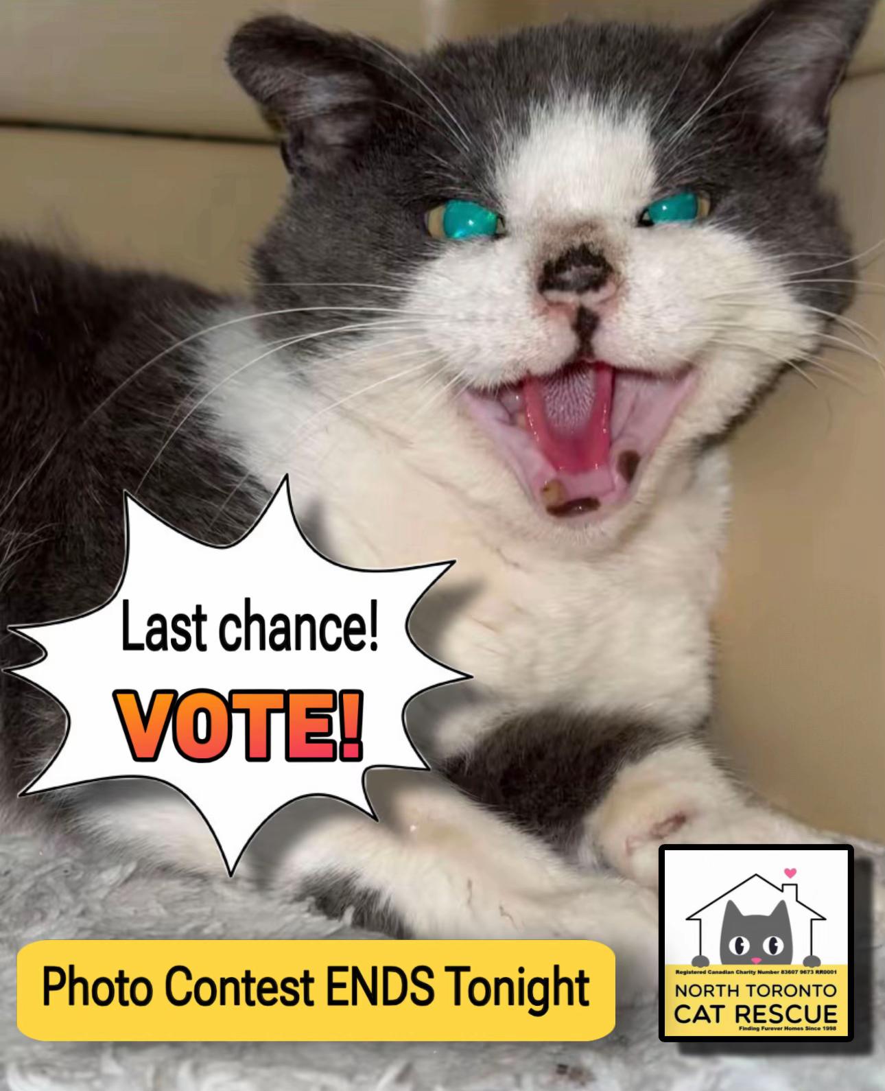 @North Toronto Cat Rescue