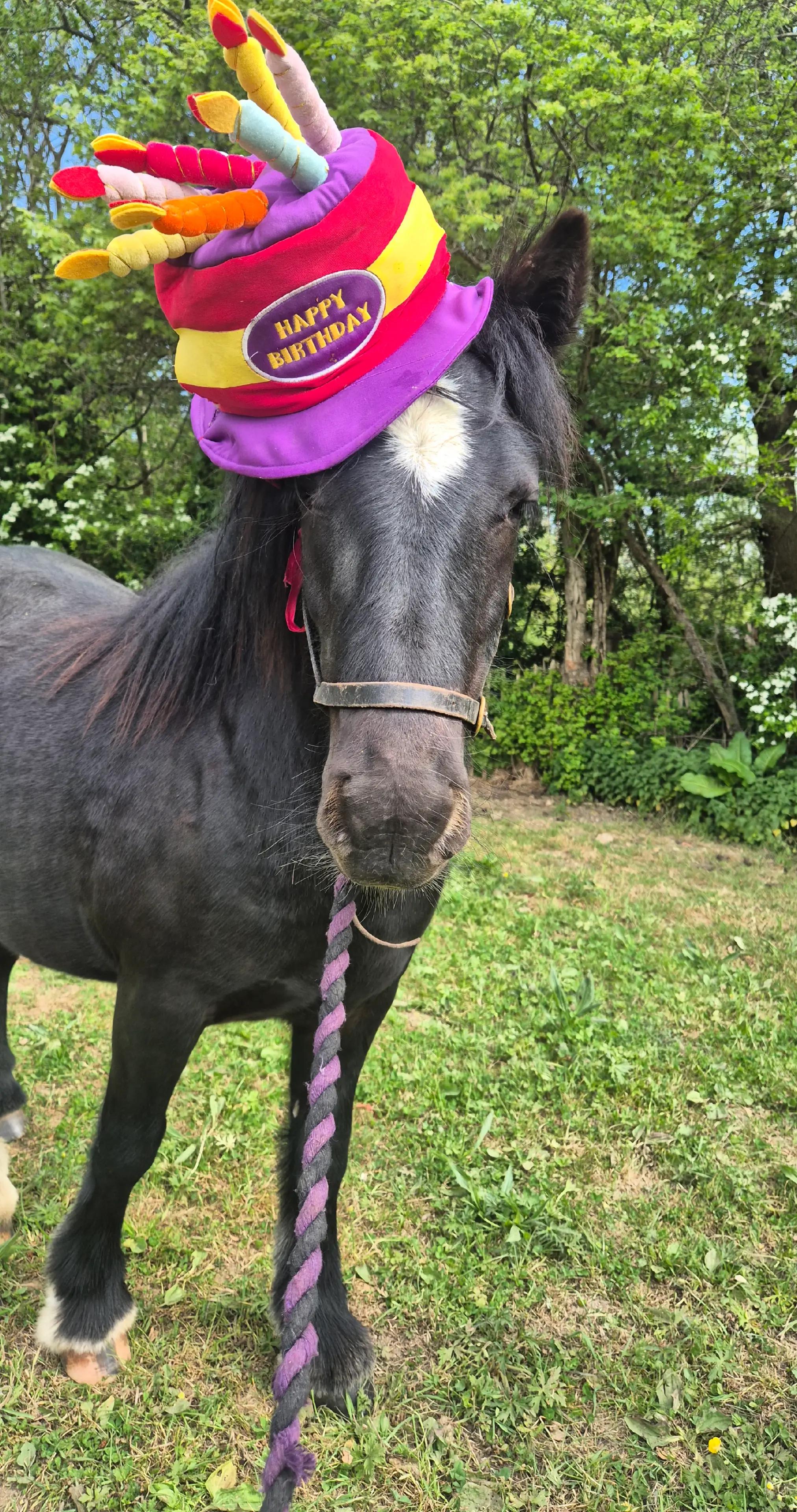 @Alfie & Daisy-May 💙🐴❤️🌻