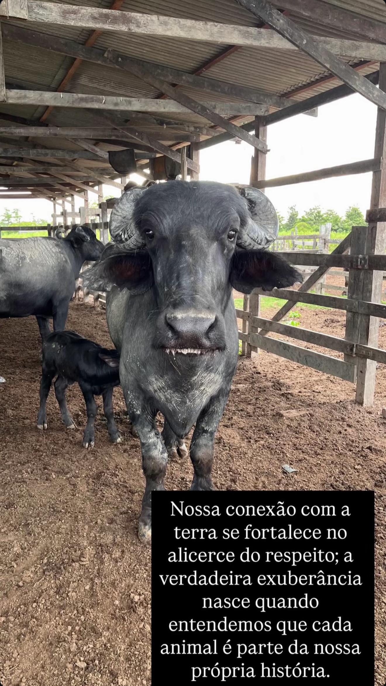 @umafarmaceuticamilla