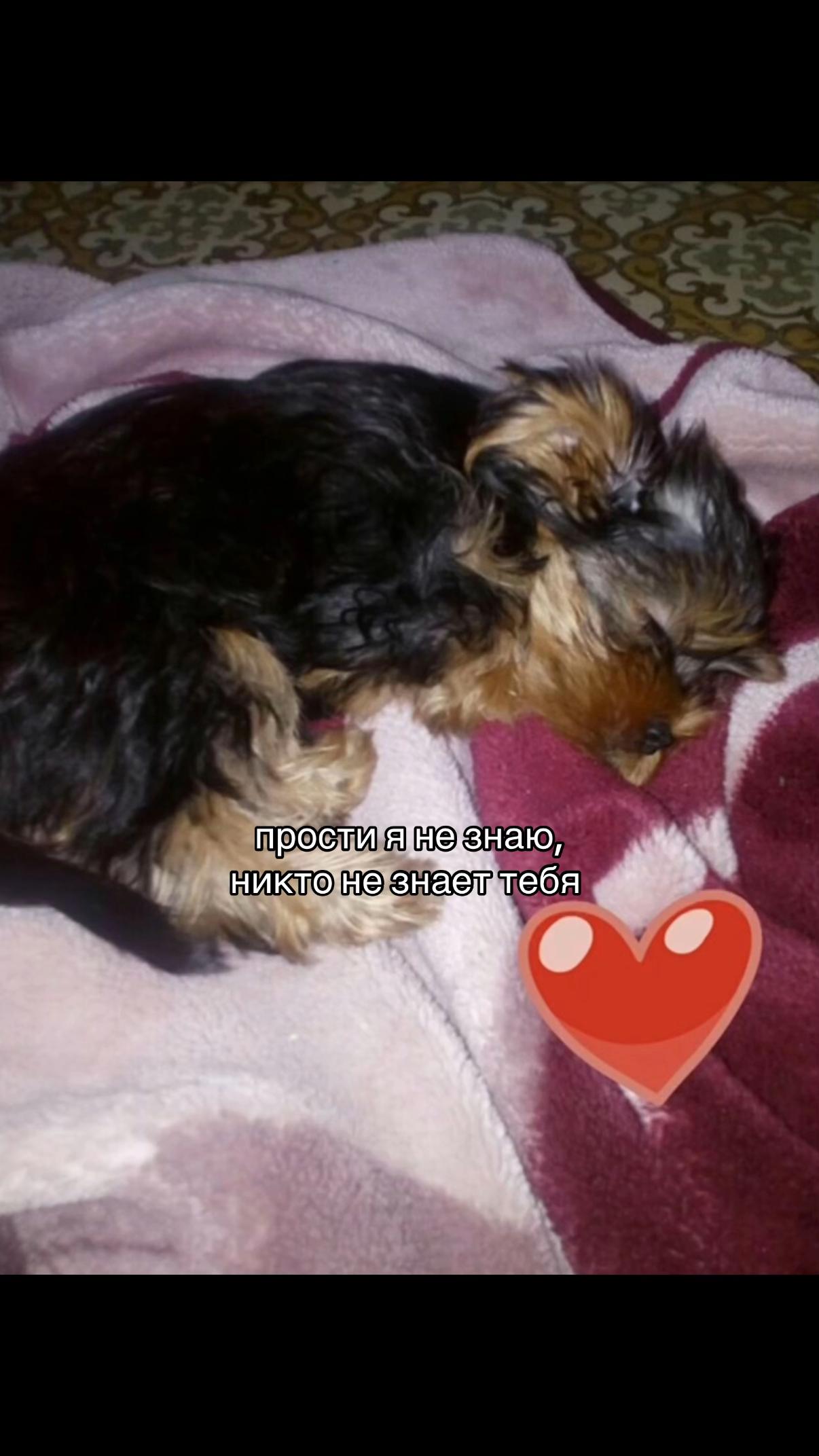 @Собака Евик🐾