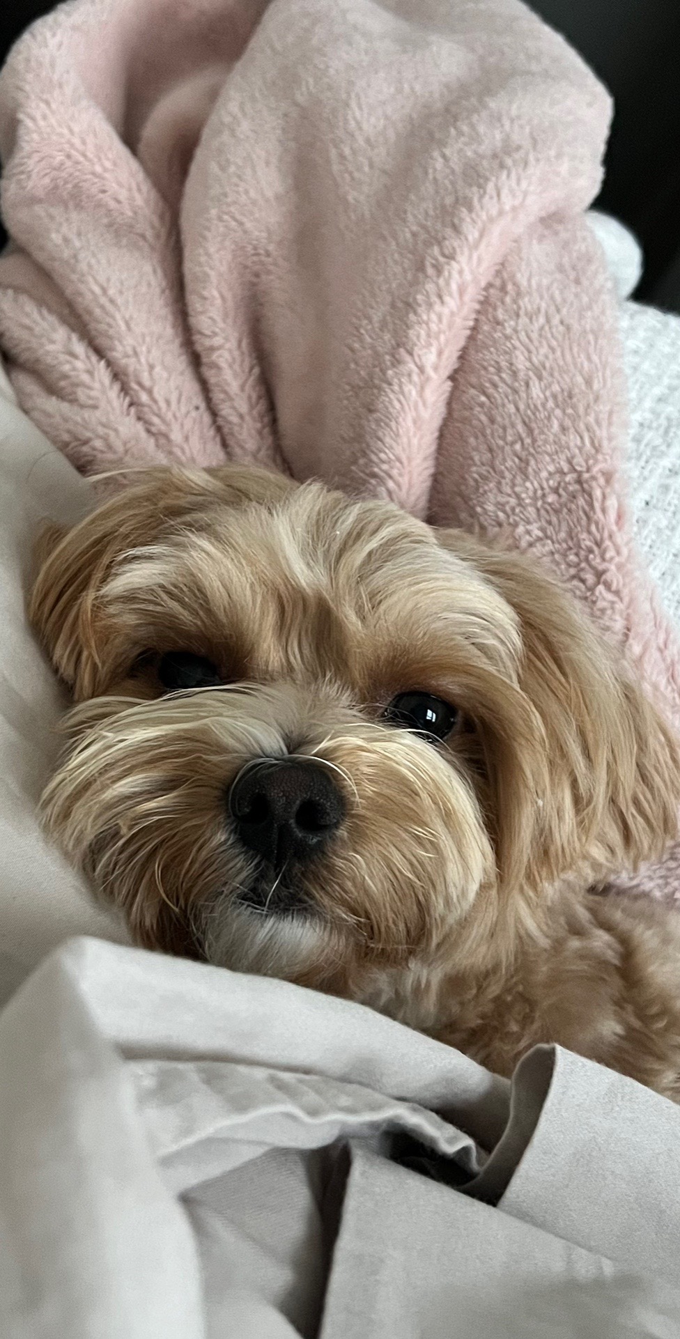@Louis the Maltipoo