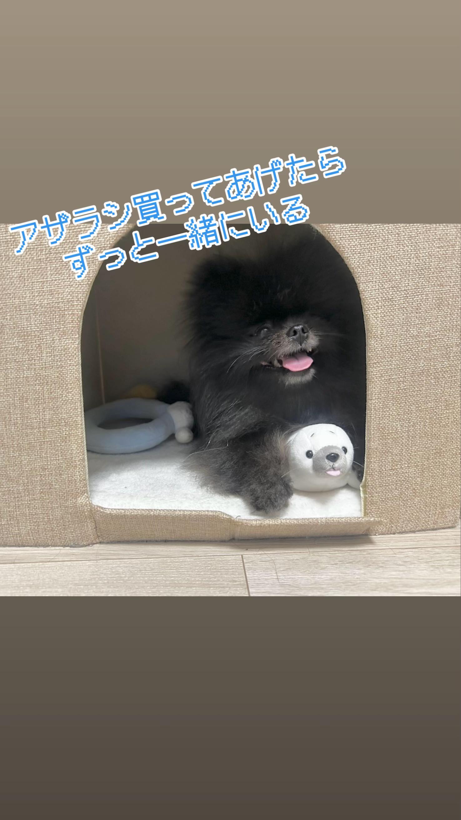 @黒ポメのえんま🐻🍿