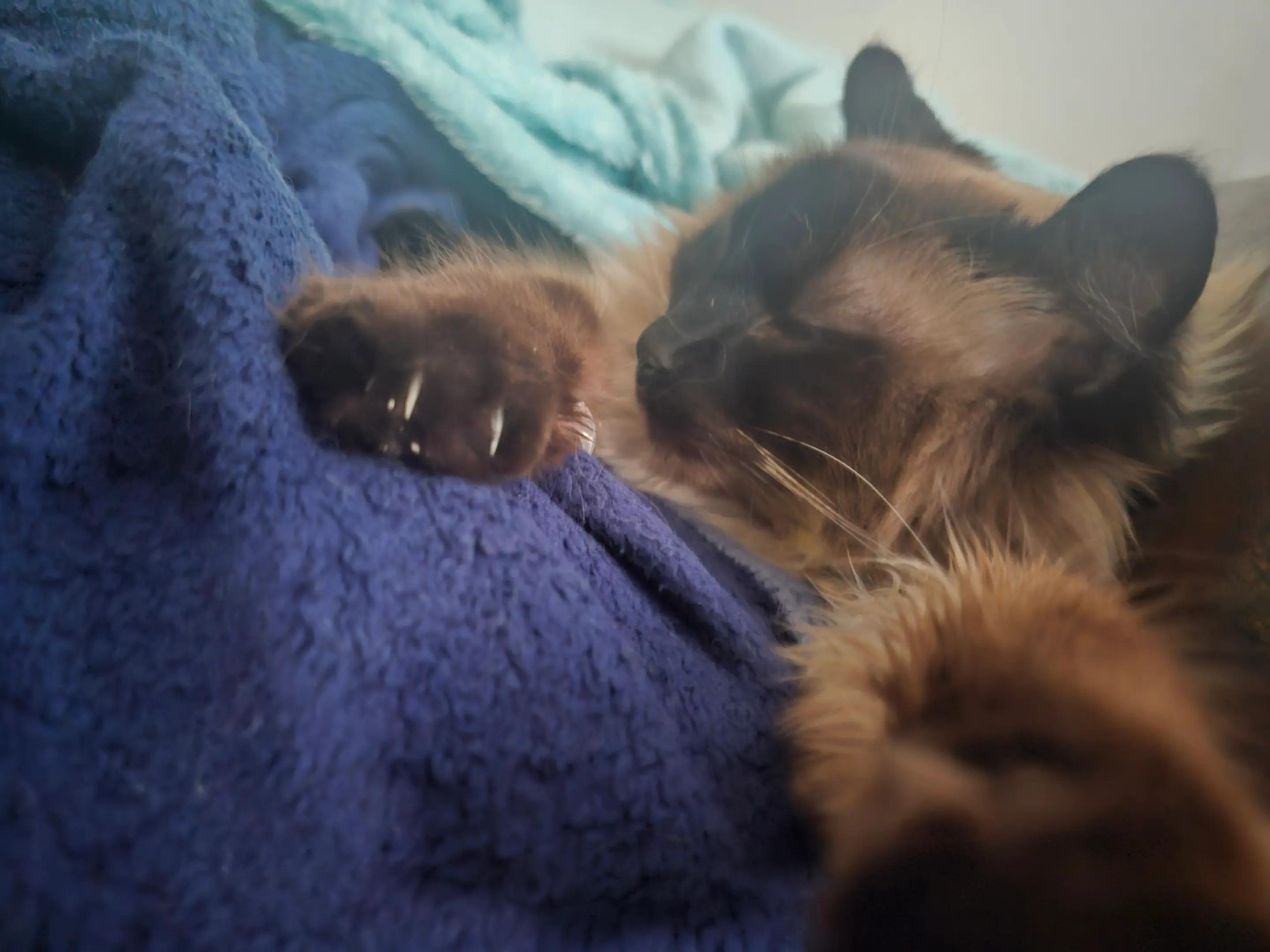 @PicklesTheCat2