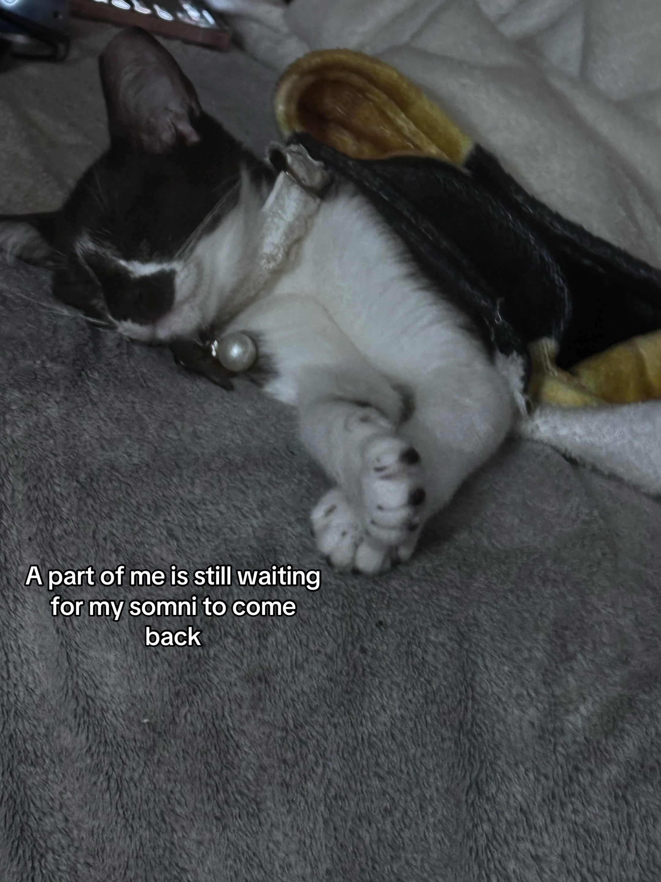 @𝐘𝐨𝐮𝐫 𝐟𝐚𝐯 𝐯𝐚𝐦𝐩☽