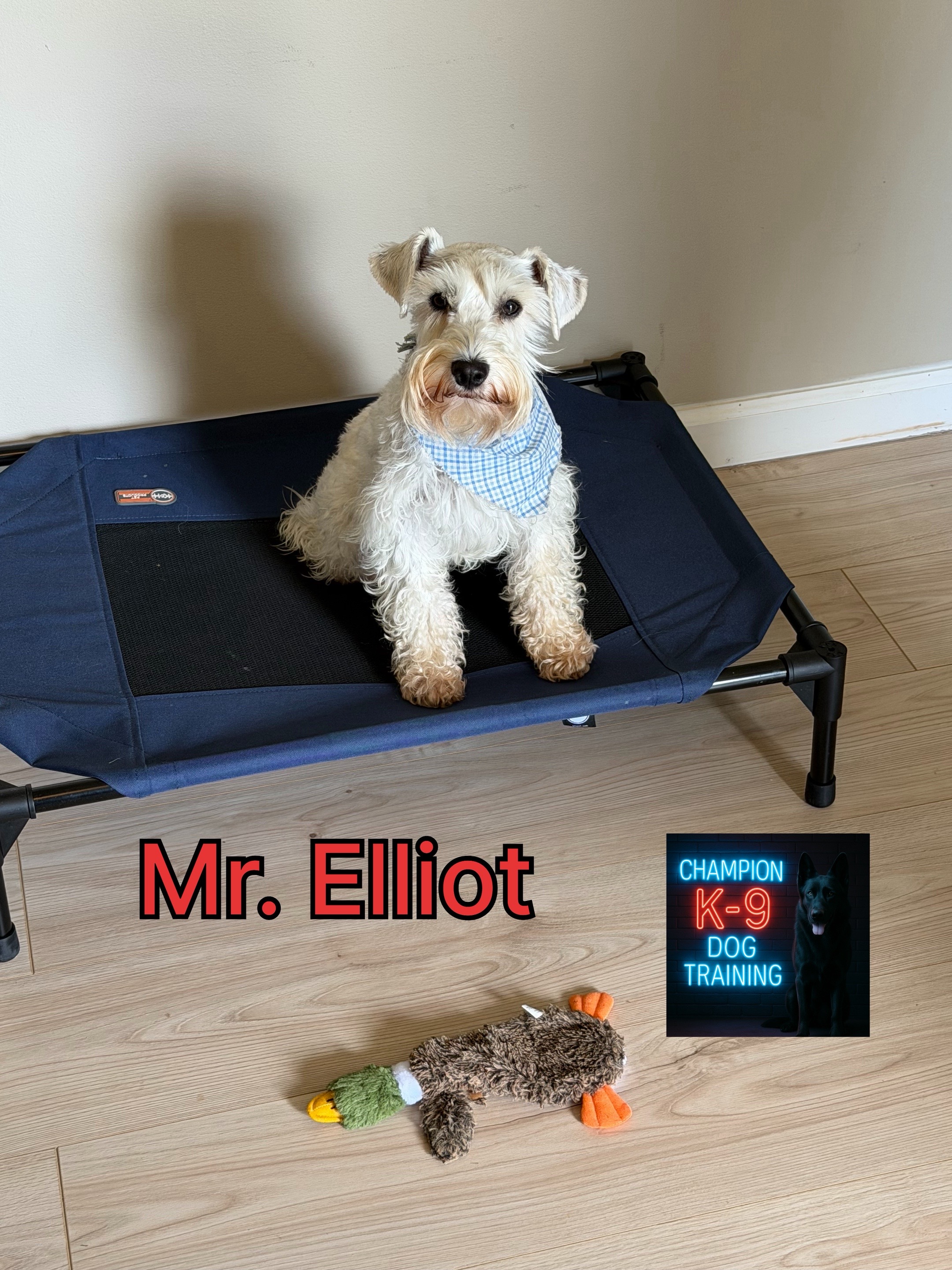 @ChampionK9DogTraining