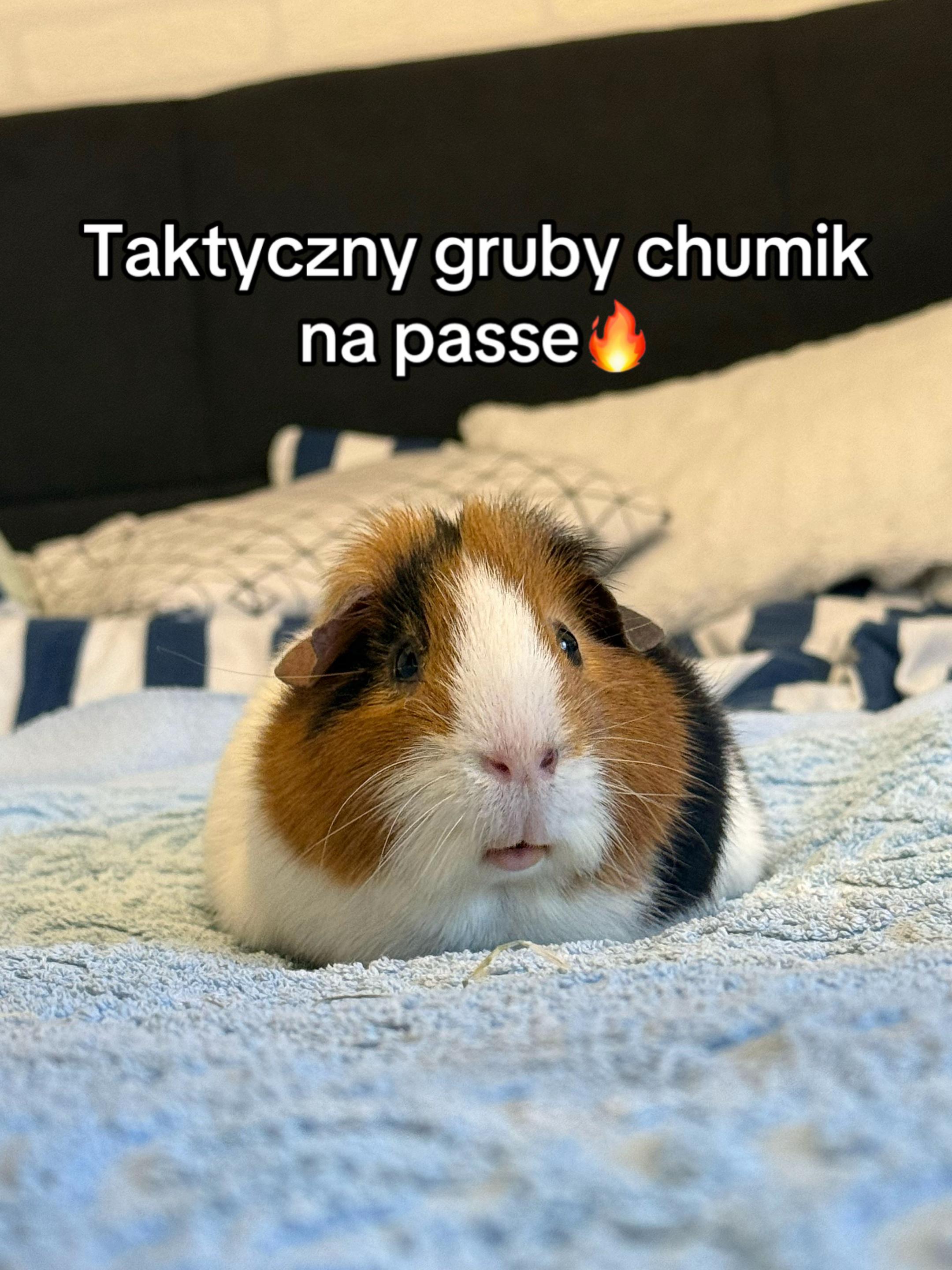 @Piegasta🍃