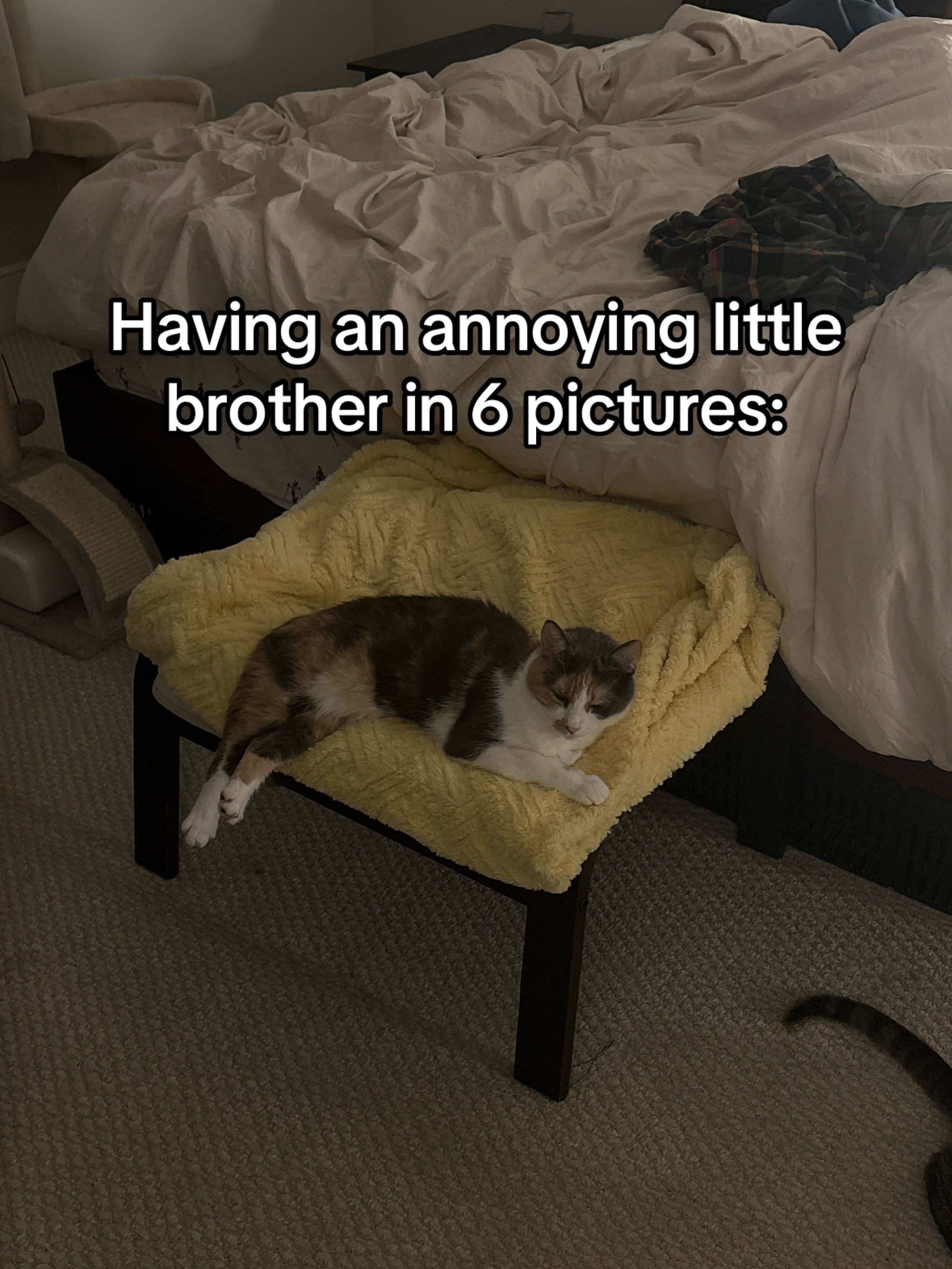 @Quinn The Calico