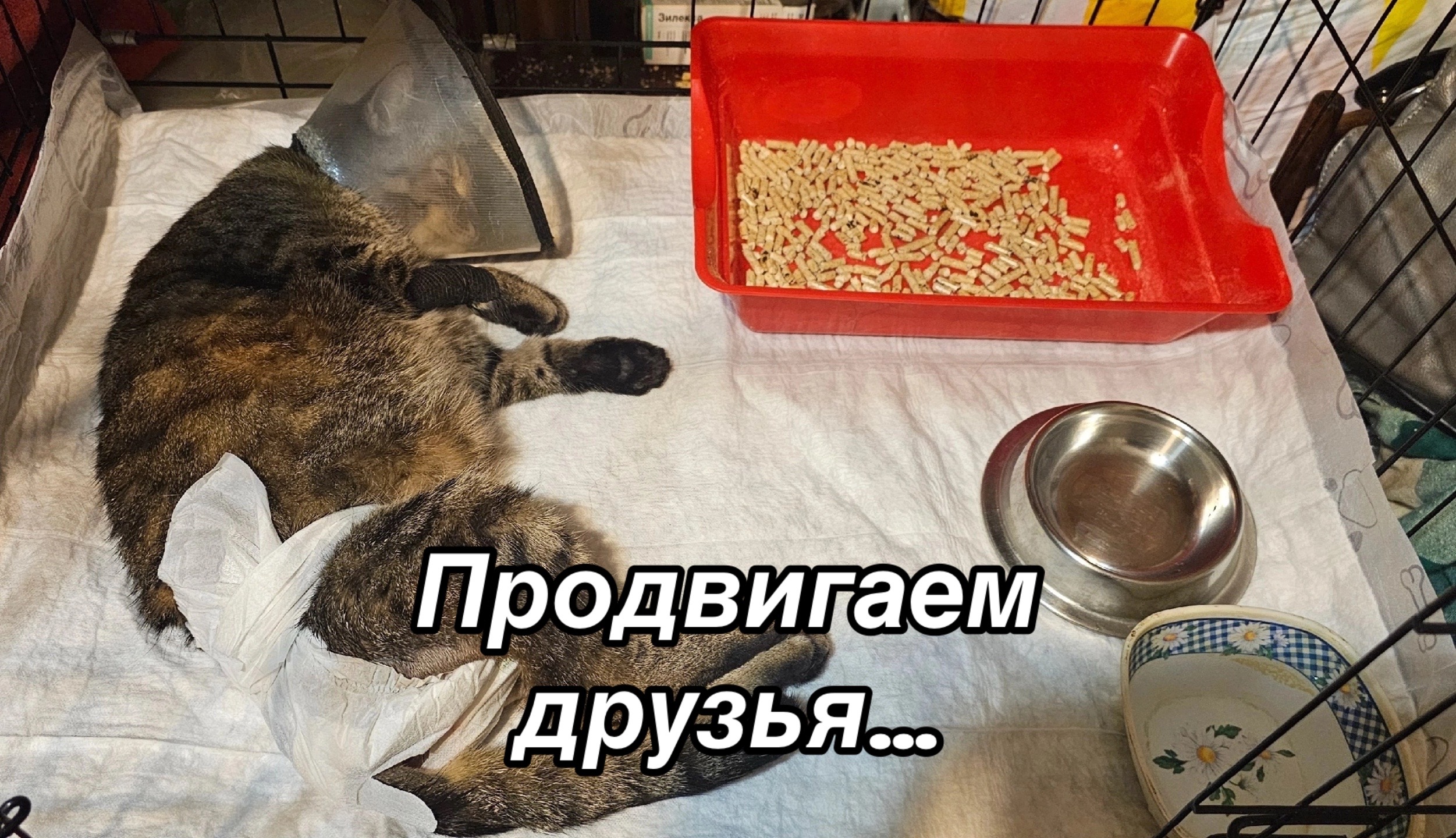 @Приют для животных Потеряшка