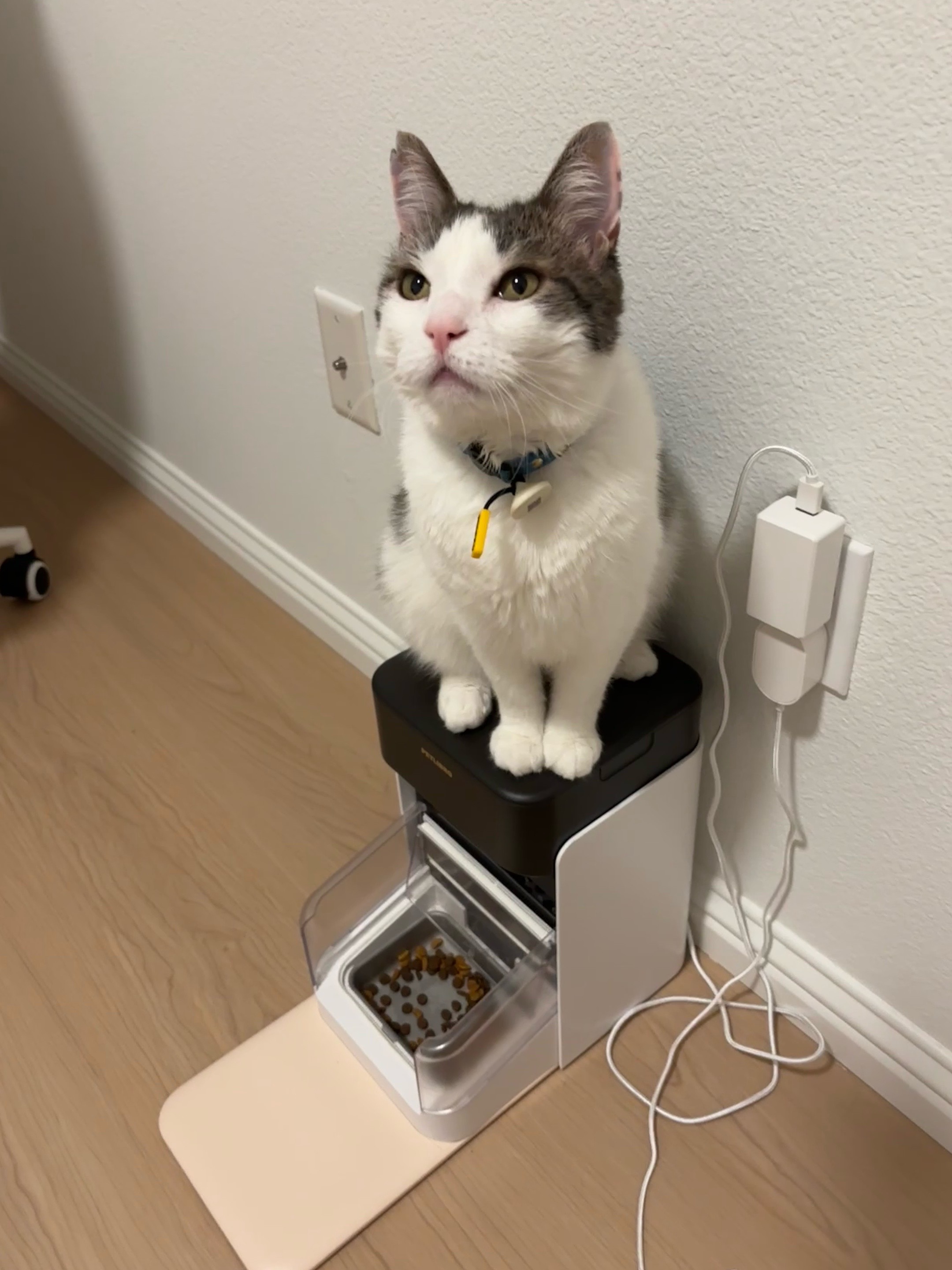 @Mimi Wawa Meow