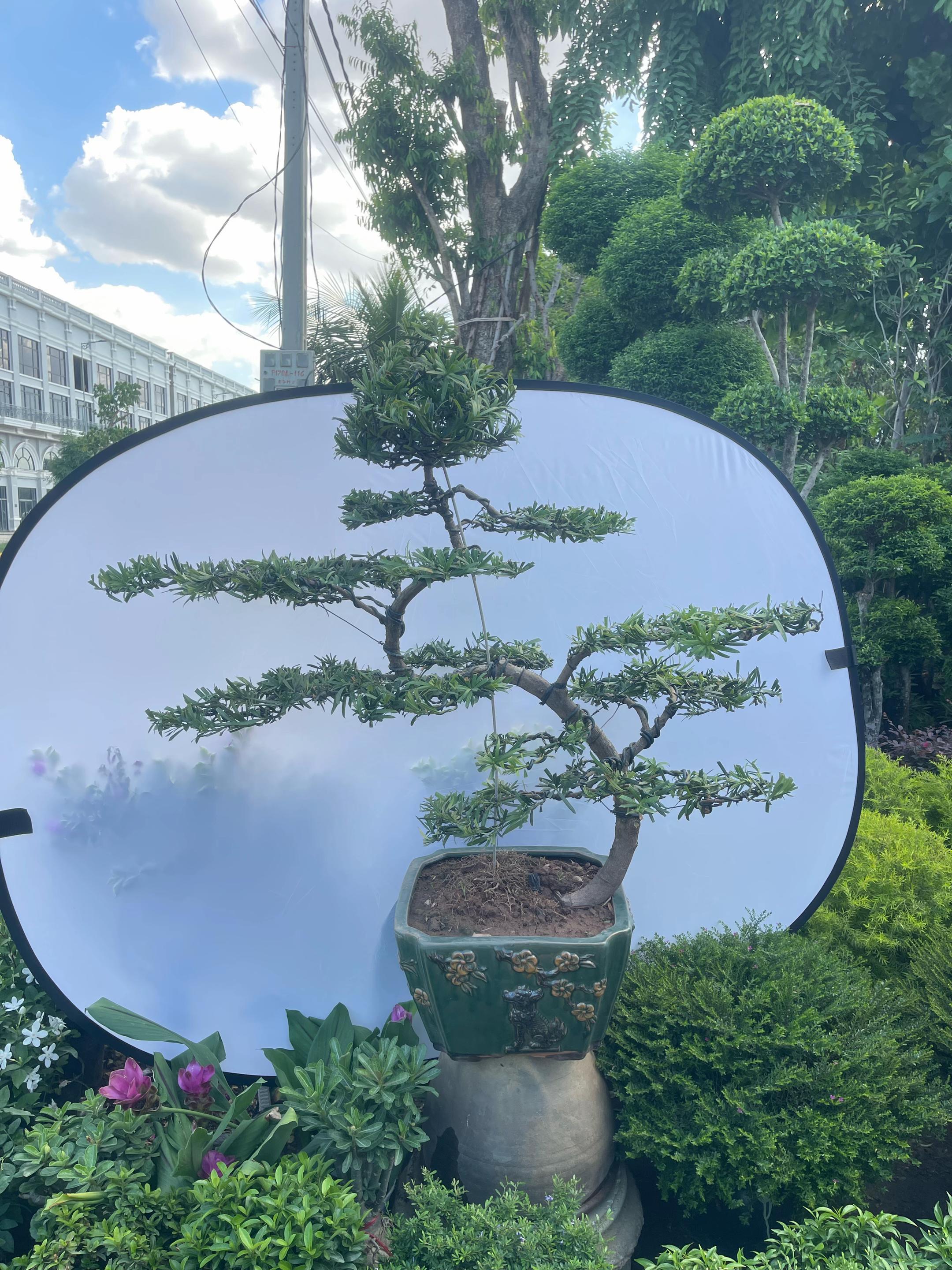 @ពិភពរុក្ខជាតិ - Plants World