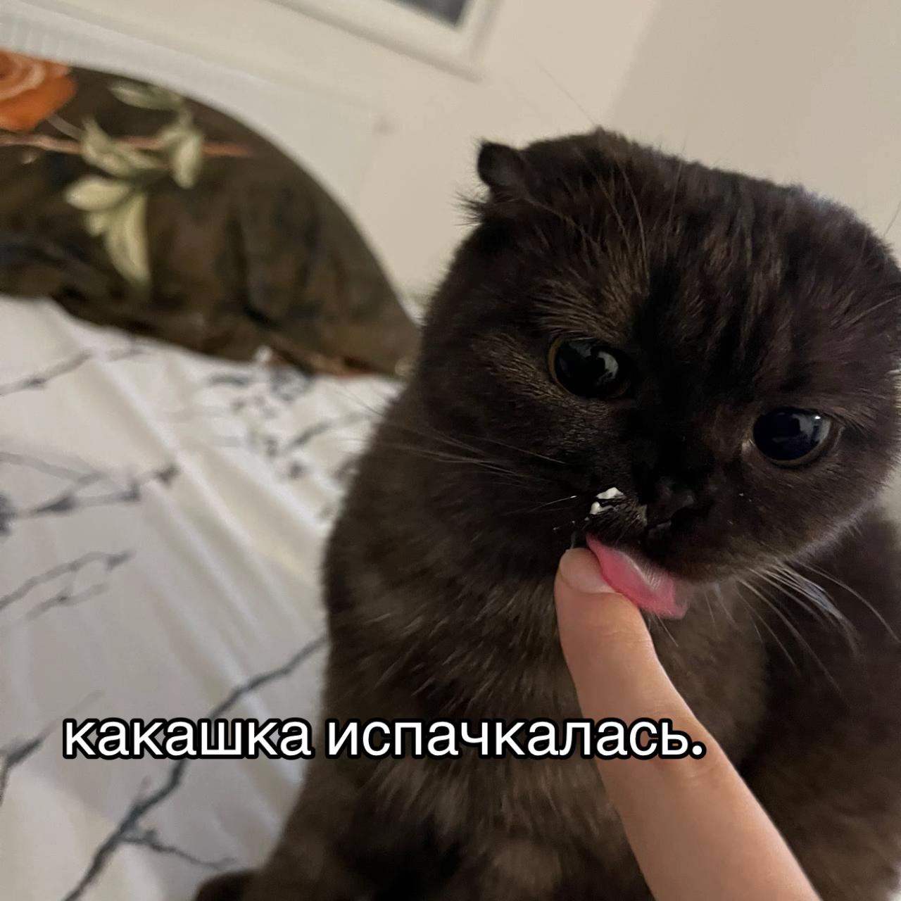 @мышка