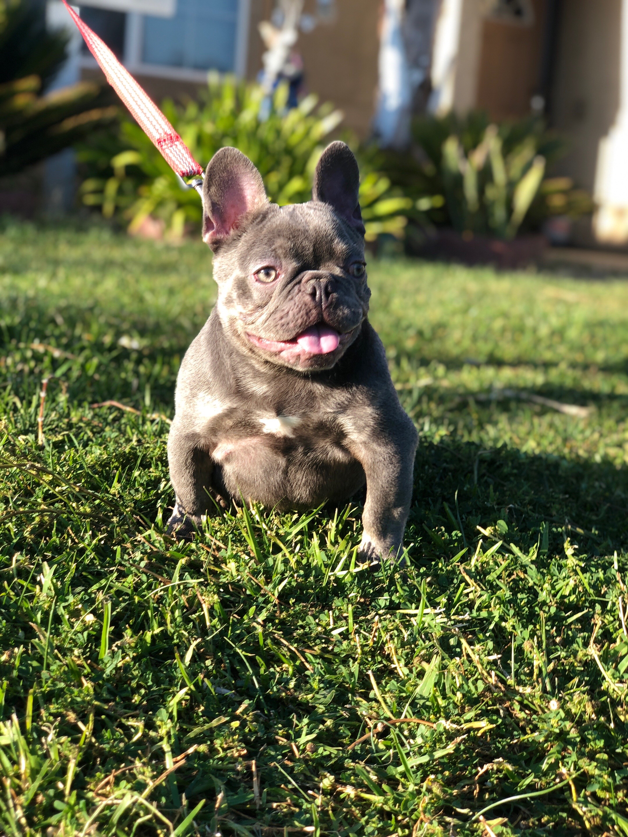 @rb_frenchies559