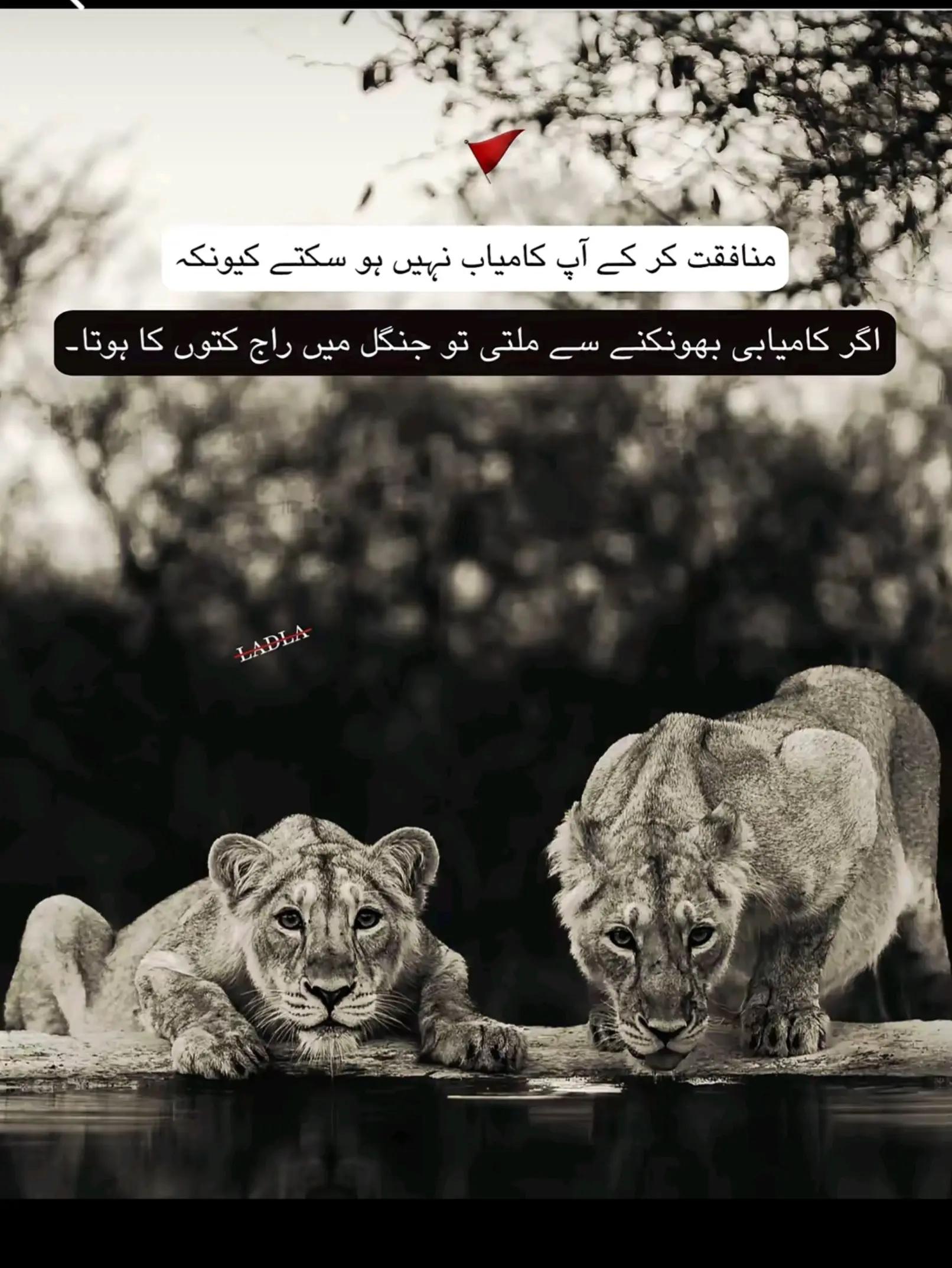 @👑☠️RaJpOoT❤️🔥گجرات آلا☠️👑