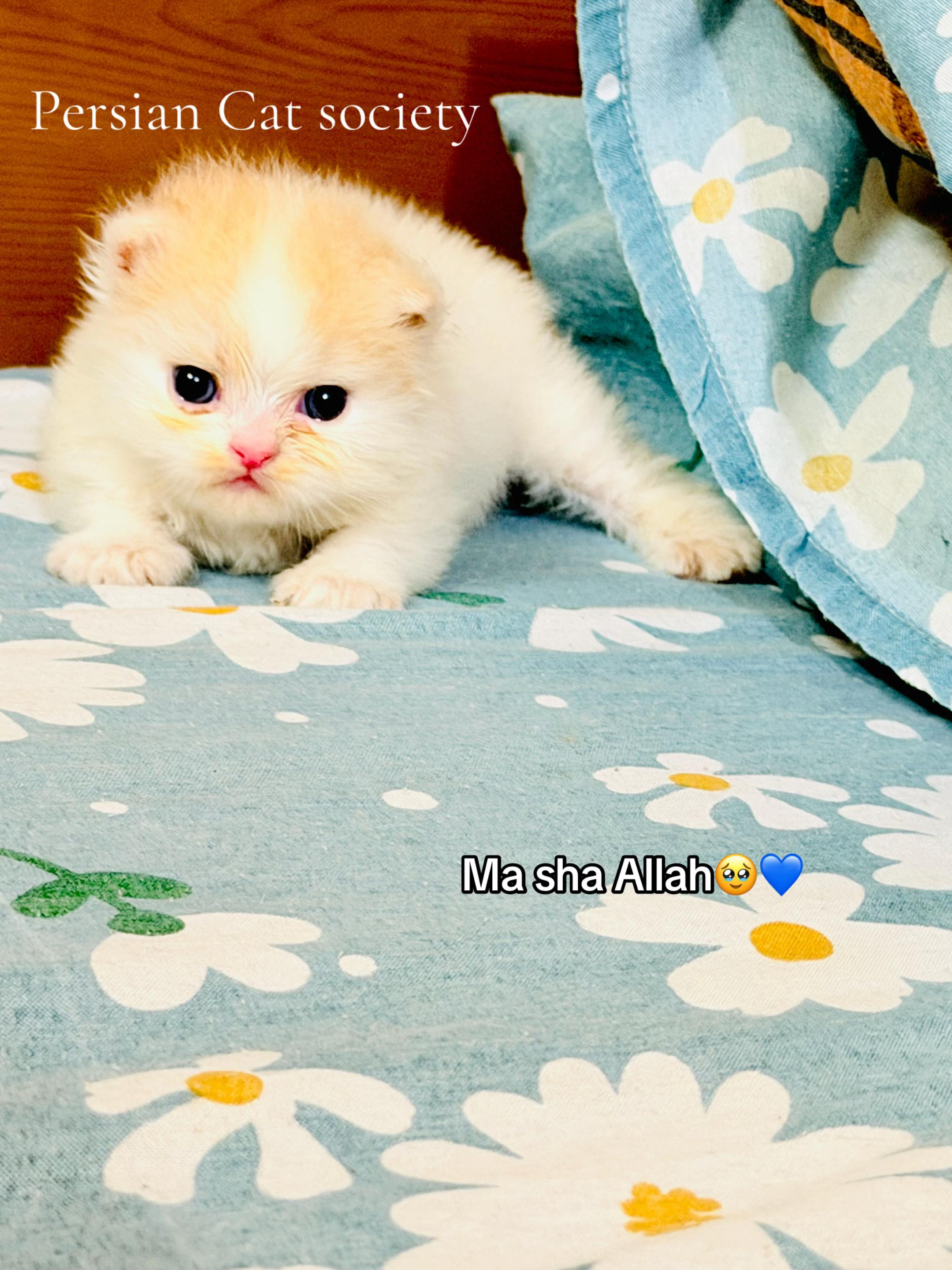 @Persian Cat Society❤️&zwj;🩹