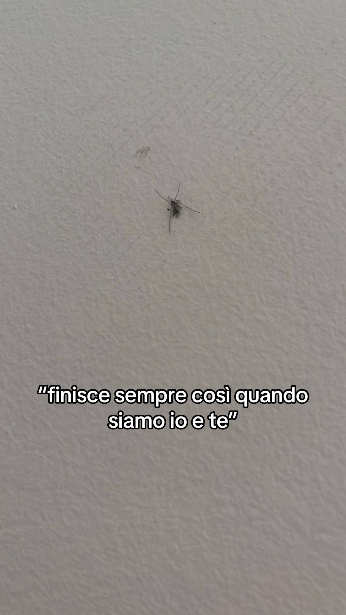 @iri.petru