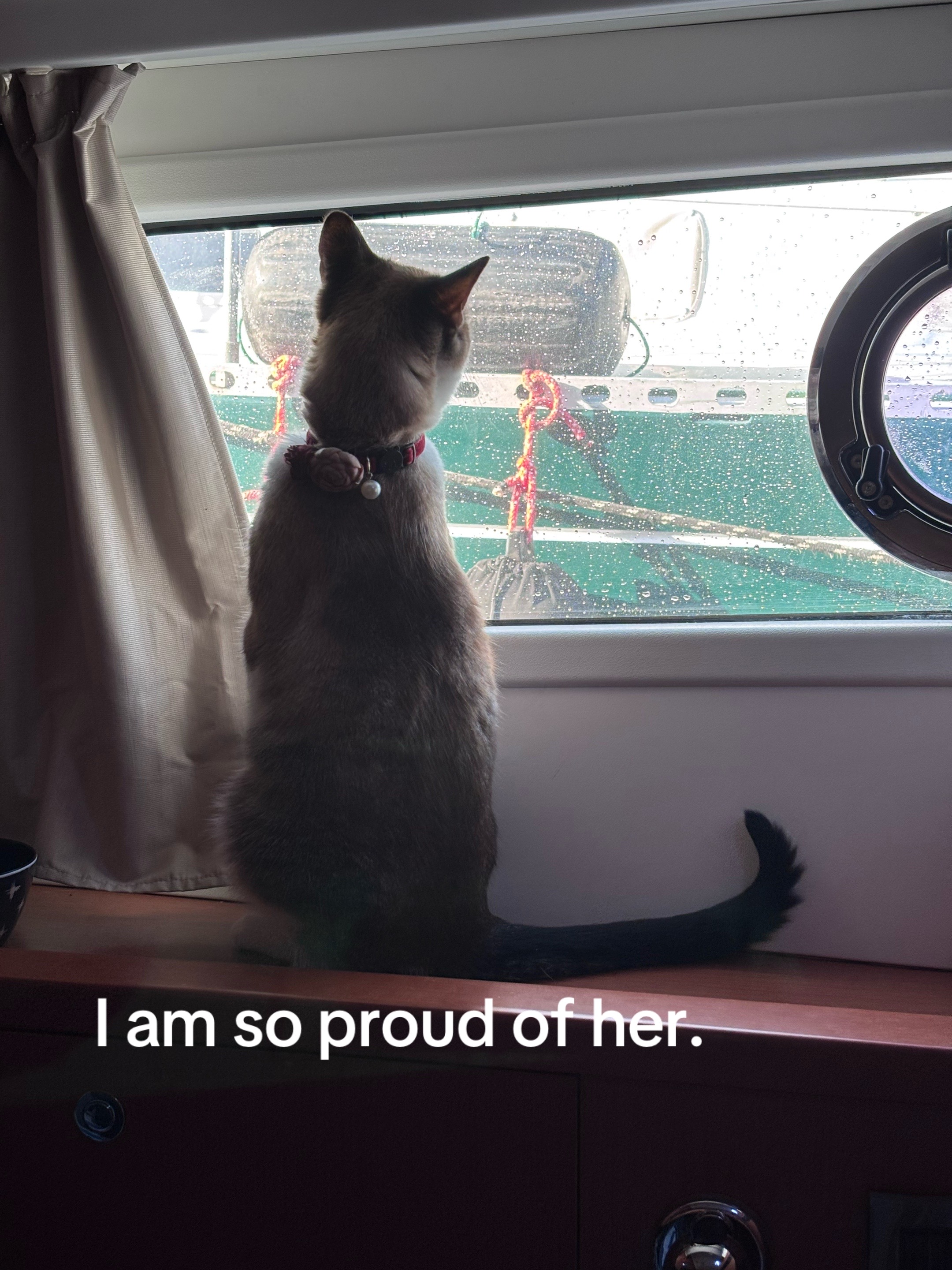 @bellkittiesmom