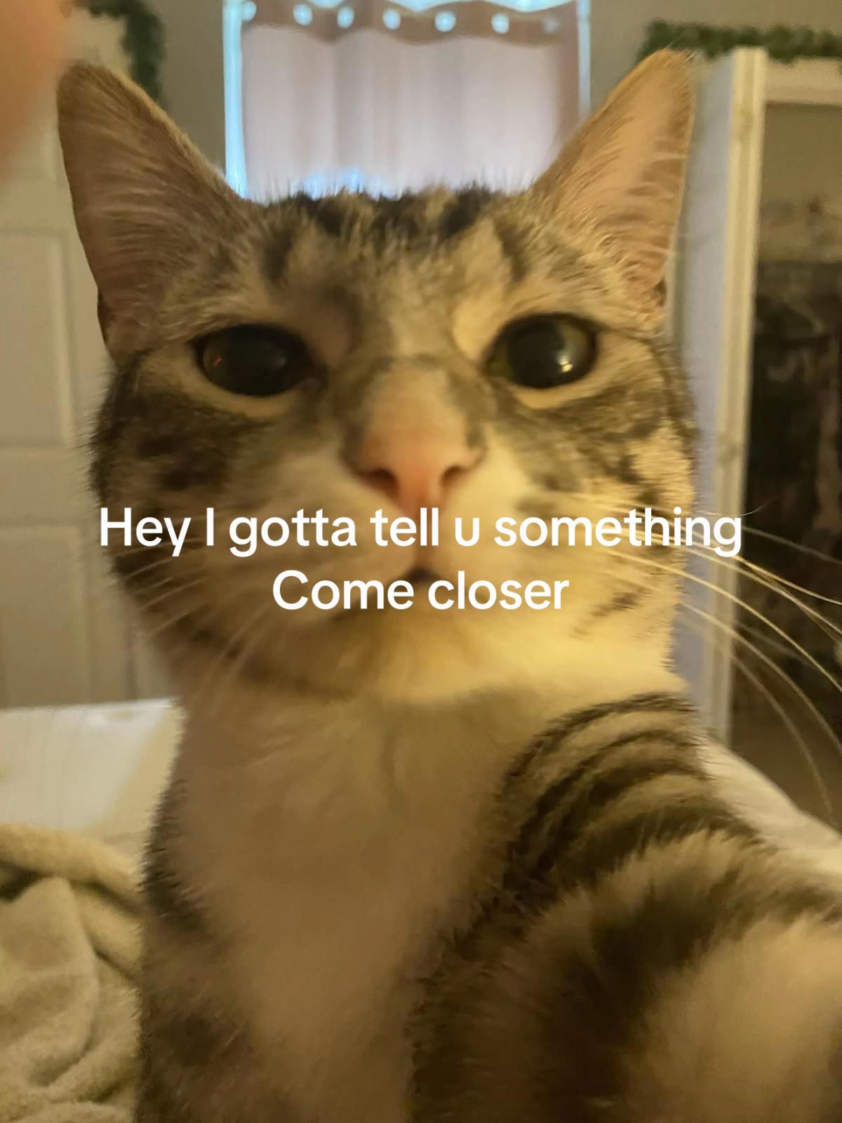 @Meow kitty