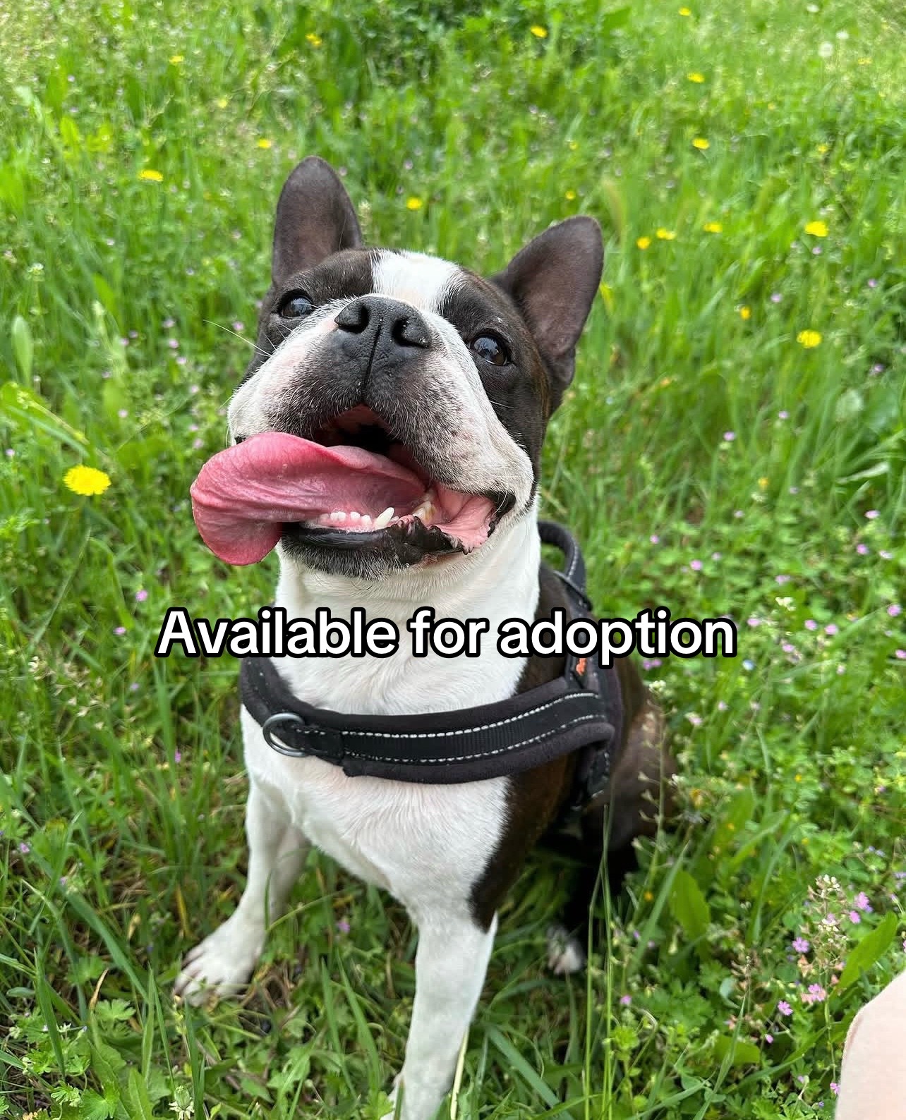 @Boston terriers puppies
