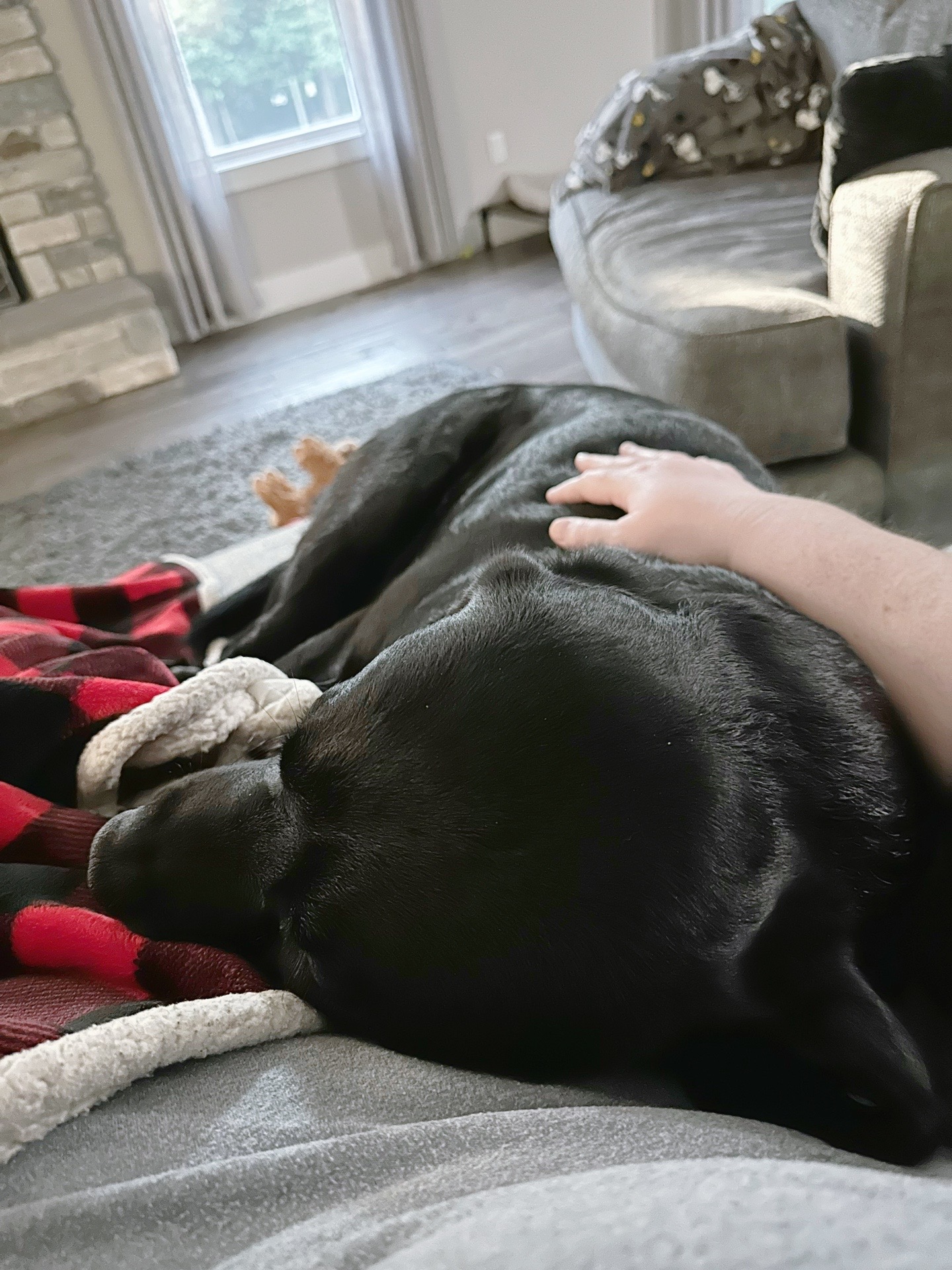 @Gunner the Good Boy Black Lab