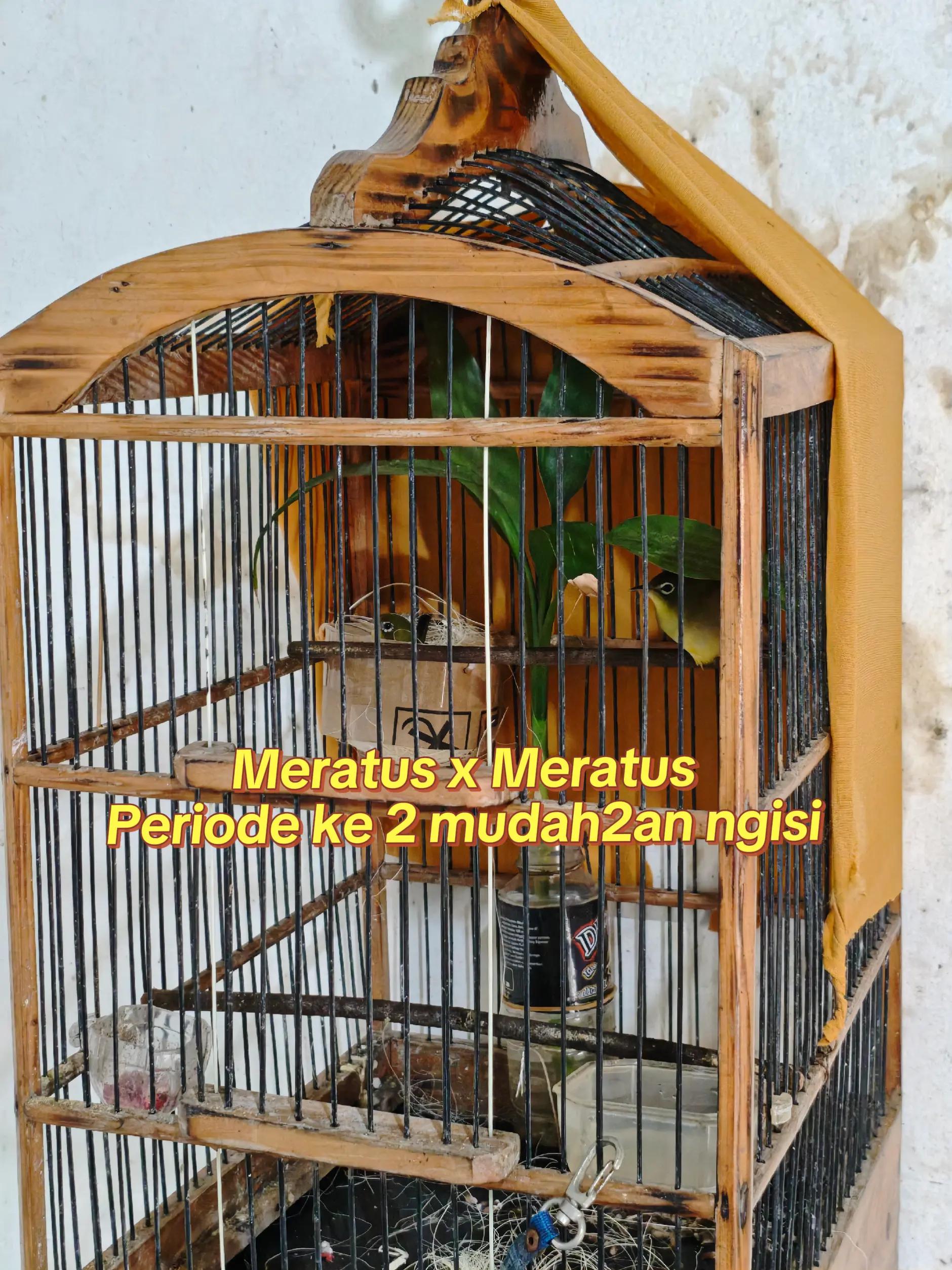 @NDX BIRD FARM