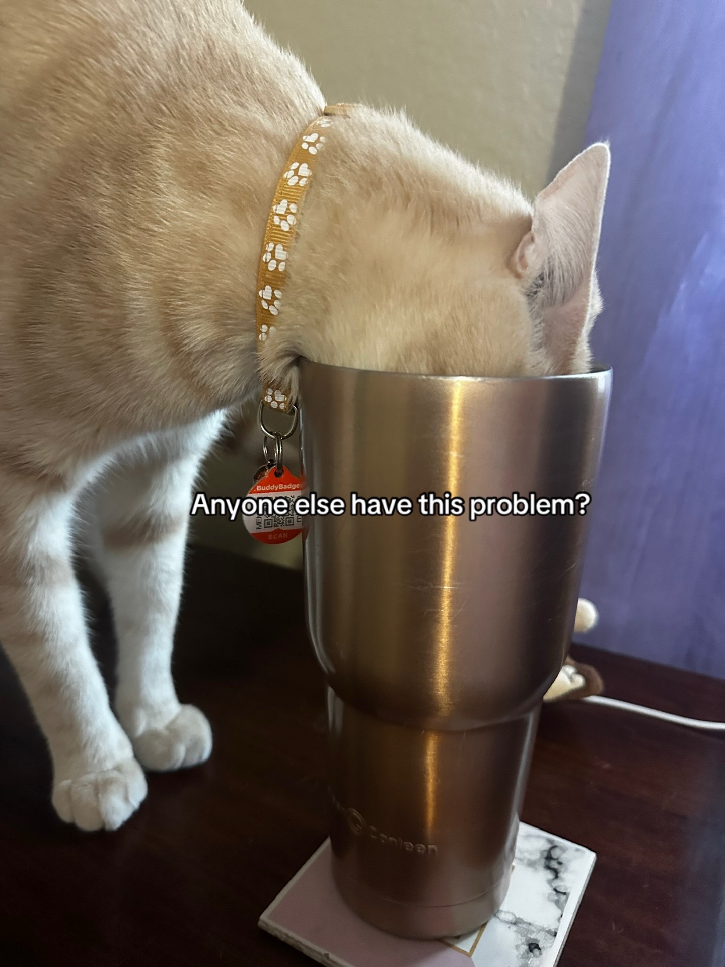 @cleochanelthebengal