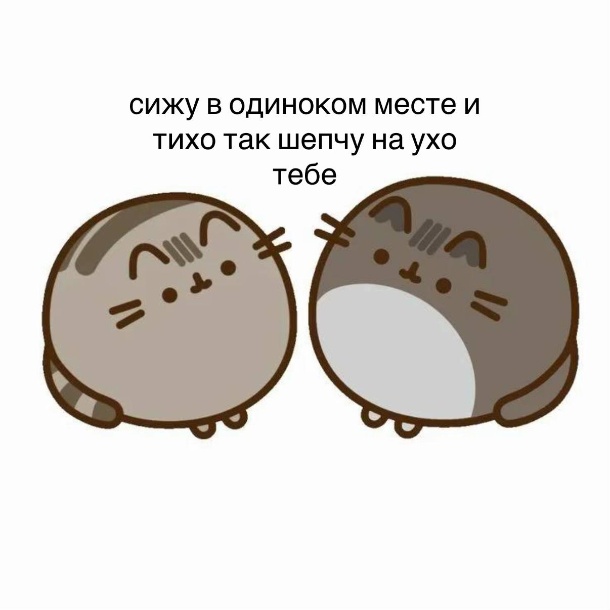 @kitten