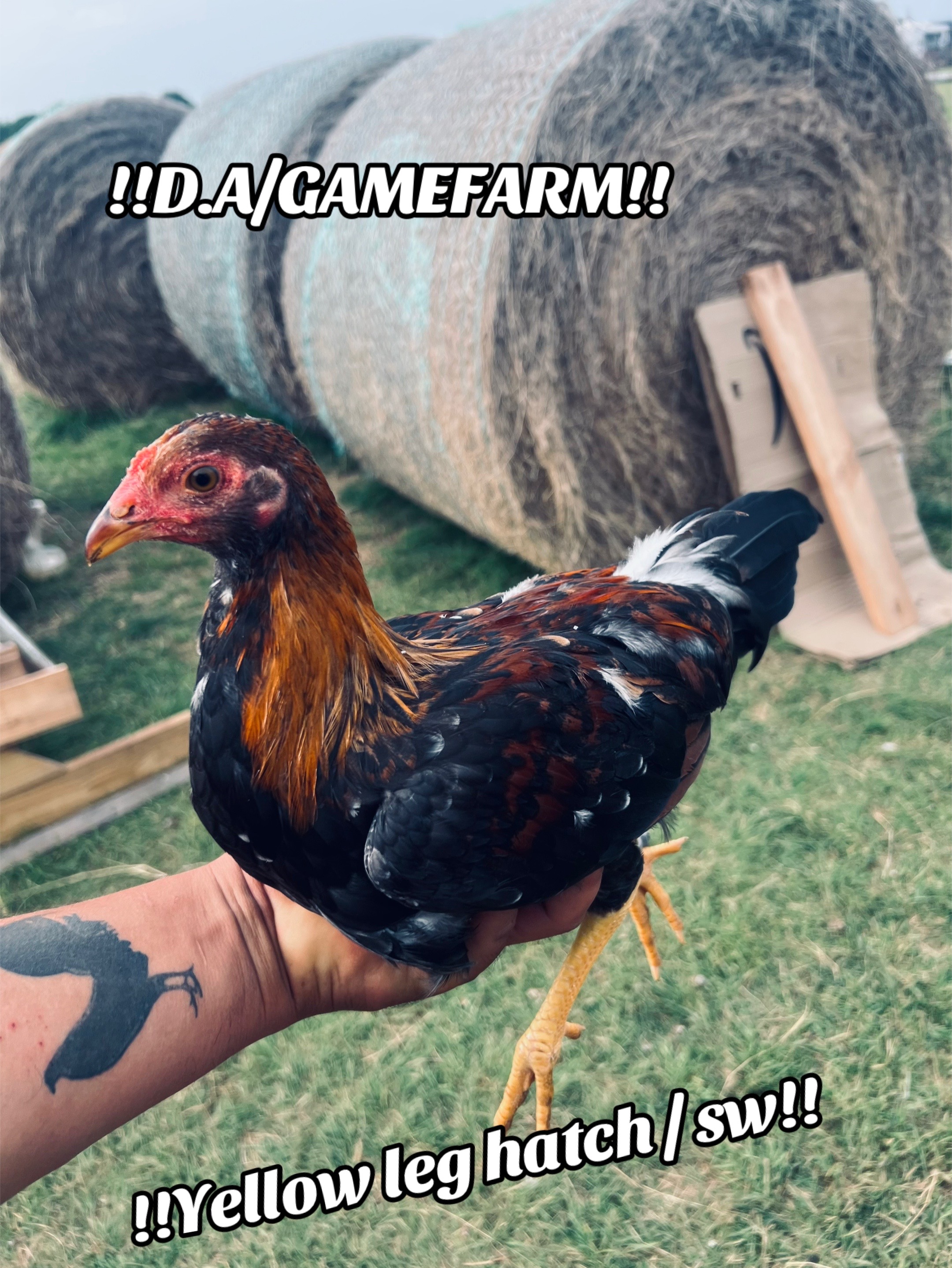@DAgamefarm