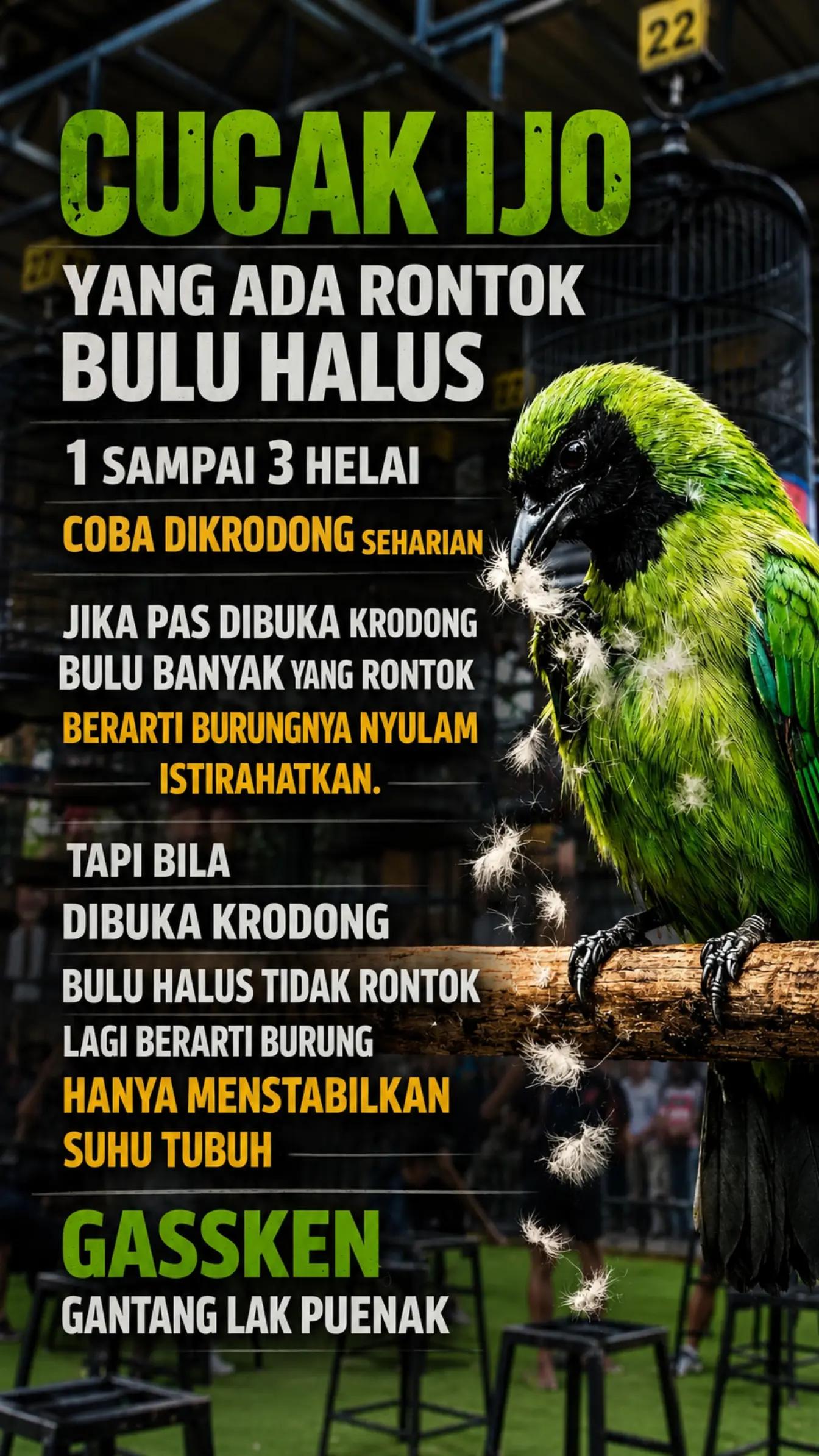 @fbkicaumania