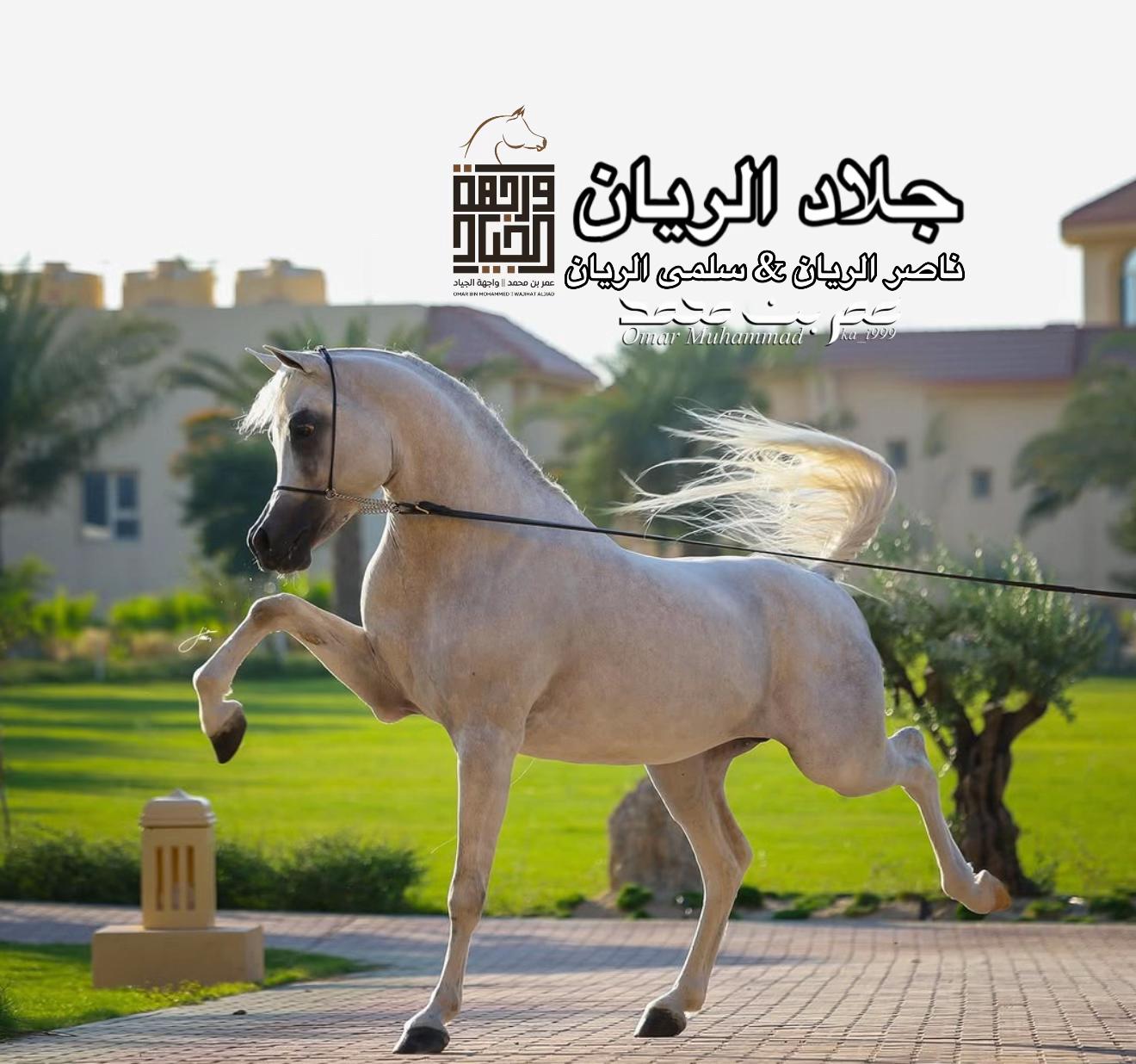 @عمر بن محمد | واجهة الجـياد🏅