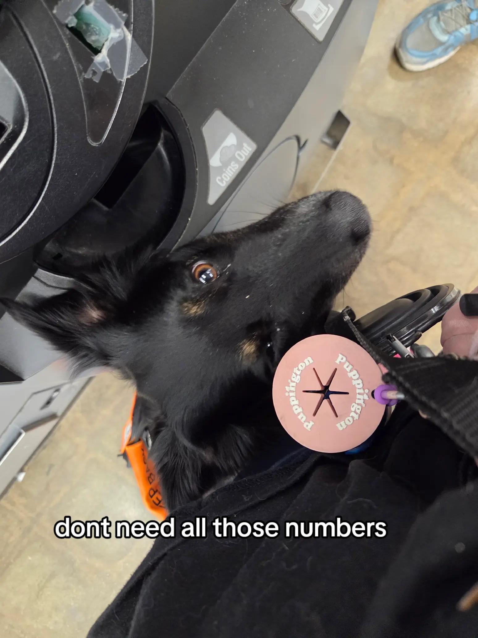 @Nala the Service aussie