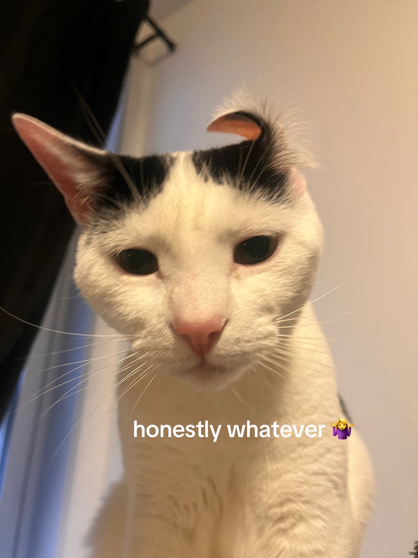 @Levi & Loki