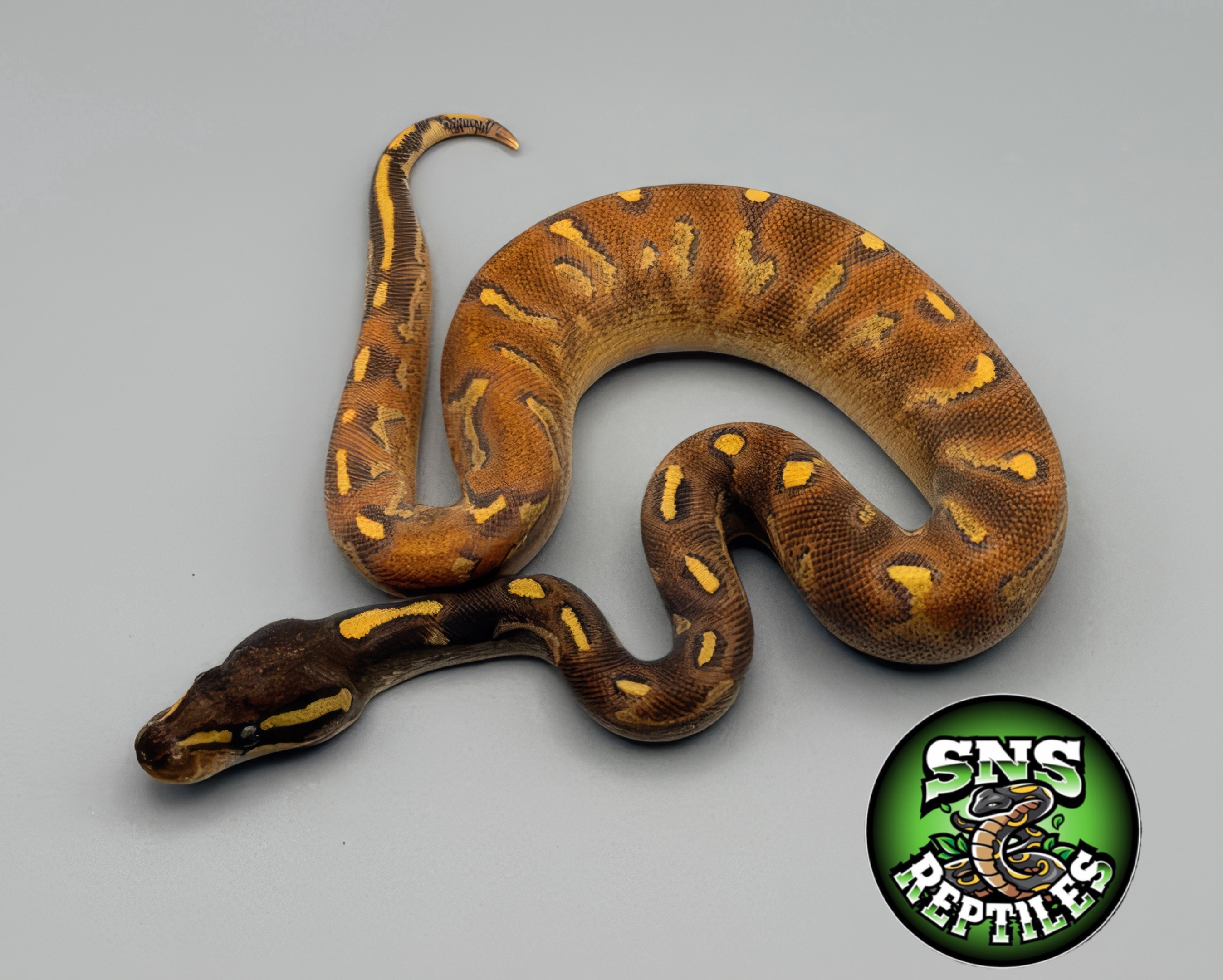 @SNS Reptiles