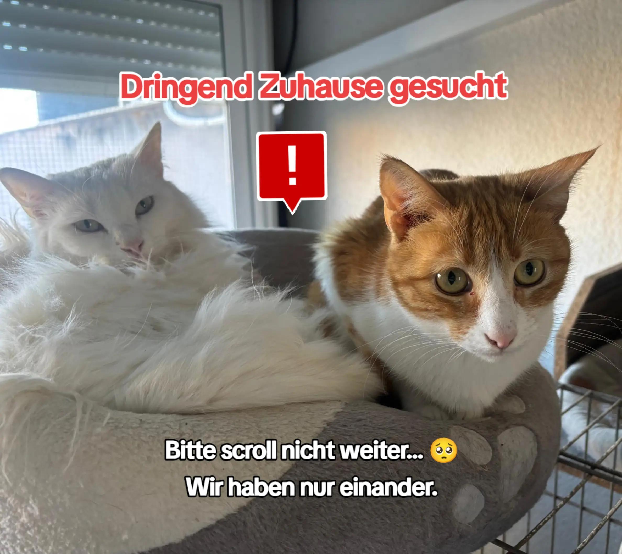 @Katzenblicke e.V.
