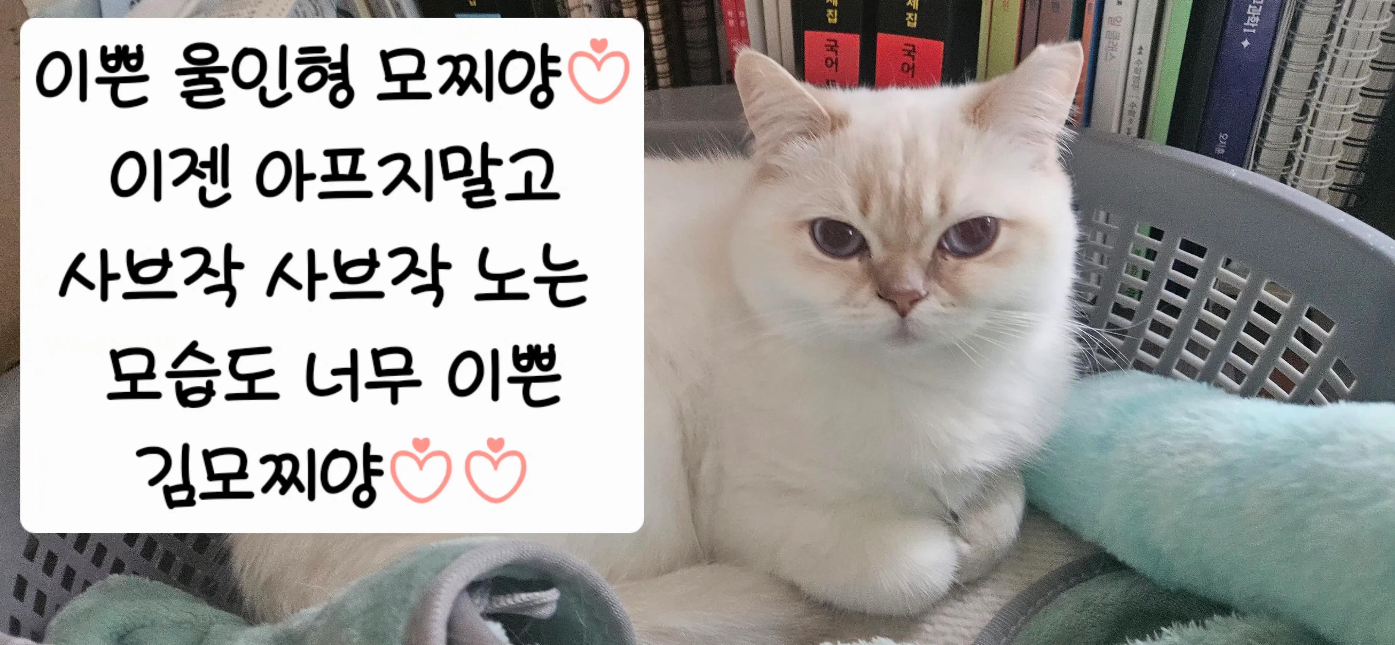 @🩵냥냥이하우스 13냥3멍💜