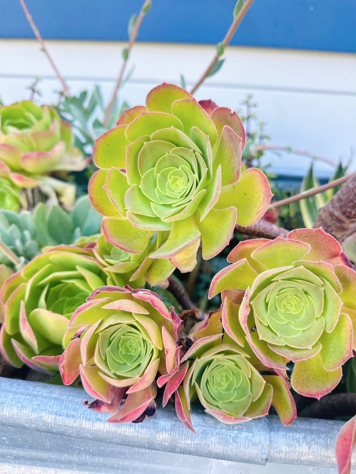 @bitterflower