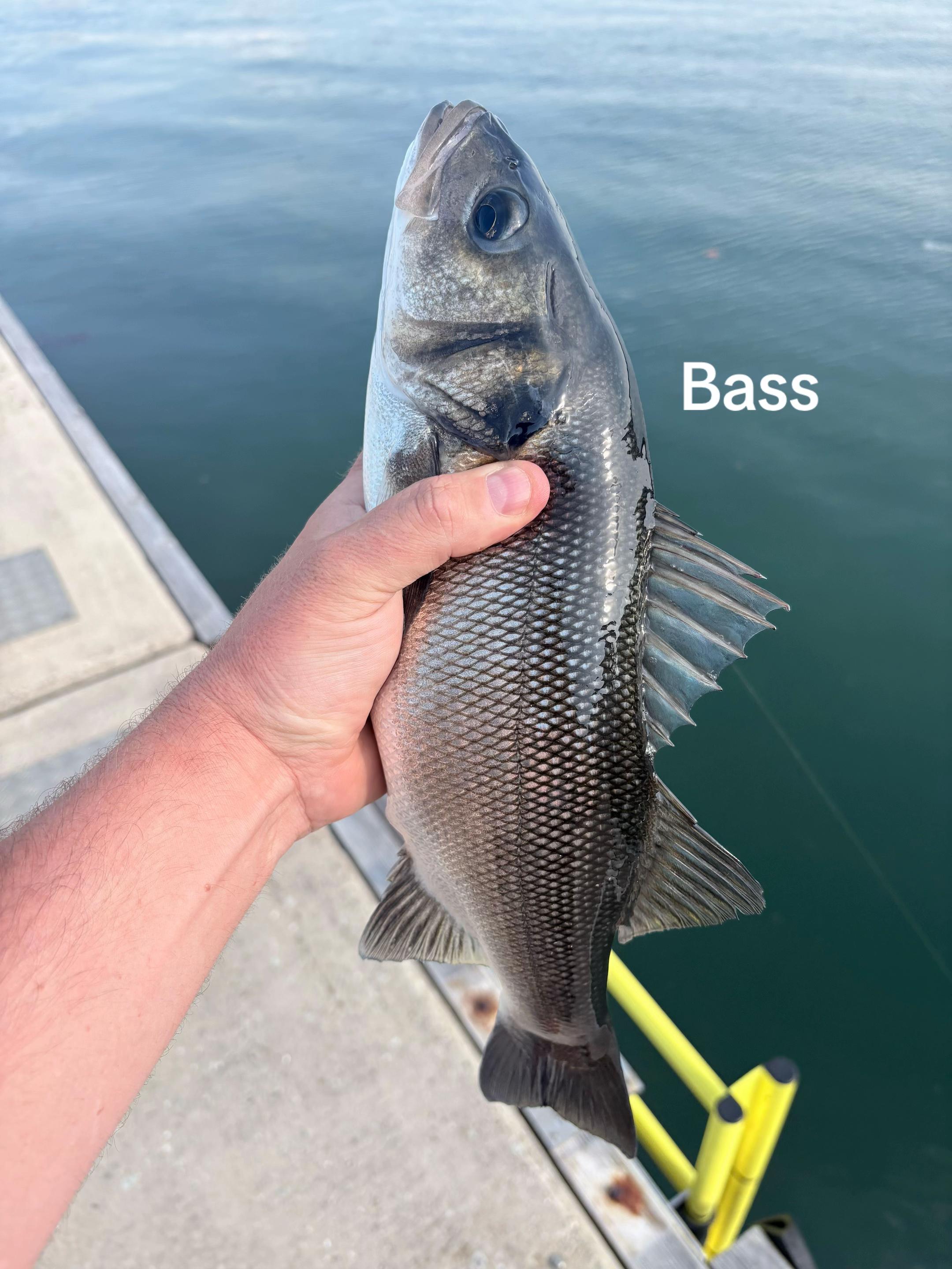 @Mental elf fishin