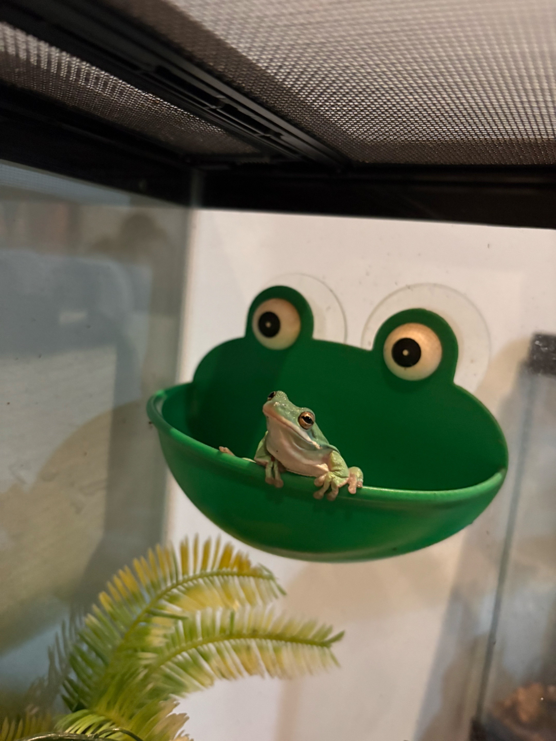 @daily FROG posts 🐸