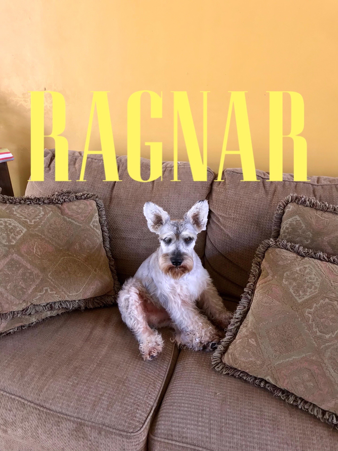 @RaGNaR🐾RoCKDoG