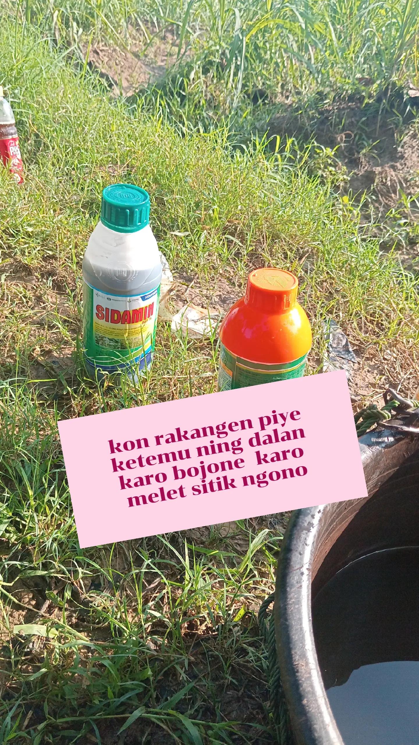 @indoxx
